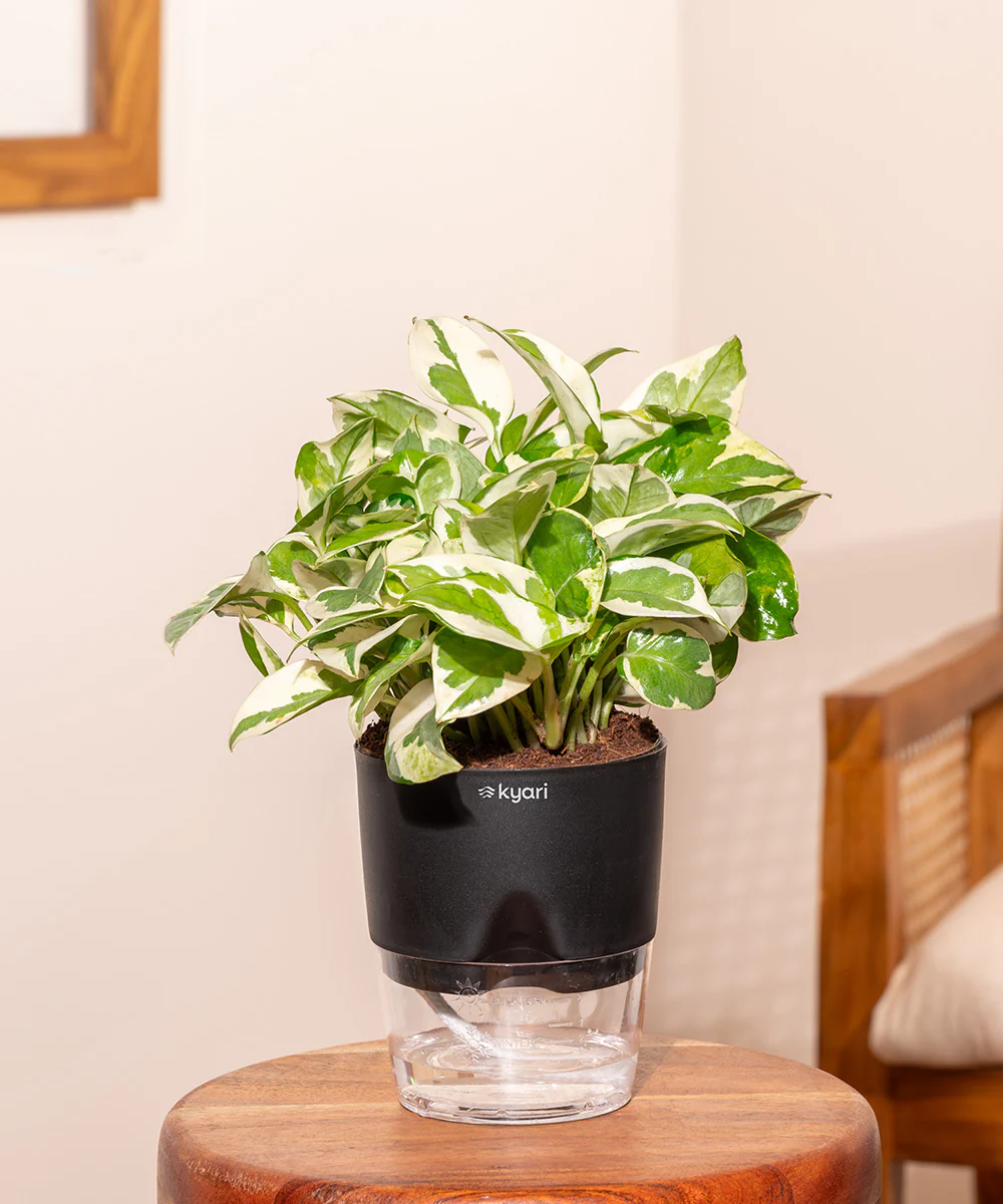 Money N'Joy Plant - BYOB - Image 19