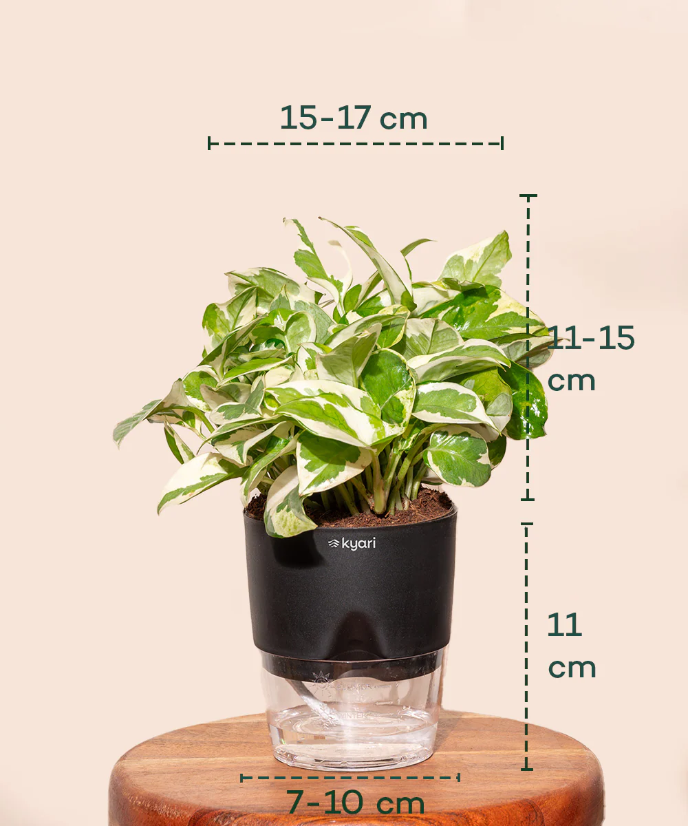 Money N'Joy Plant - BYOB - Image 21