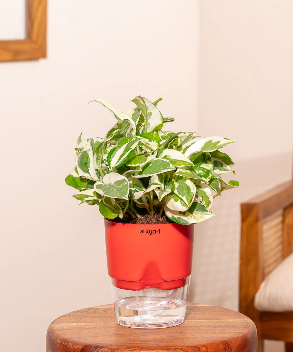 Money N'Joy Plant - BYOB - Image 25