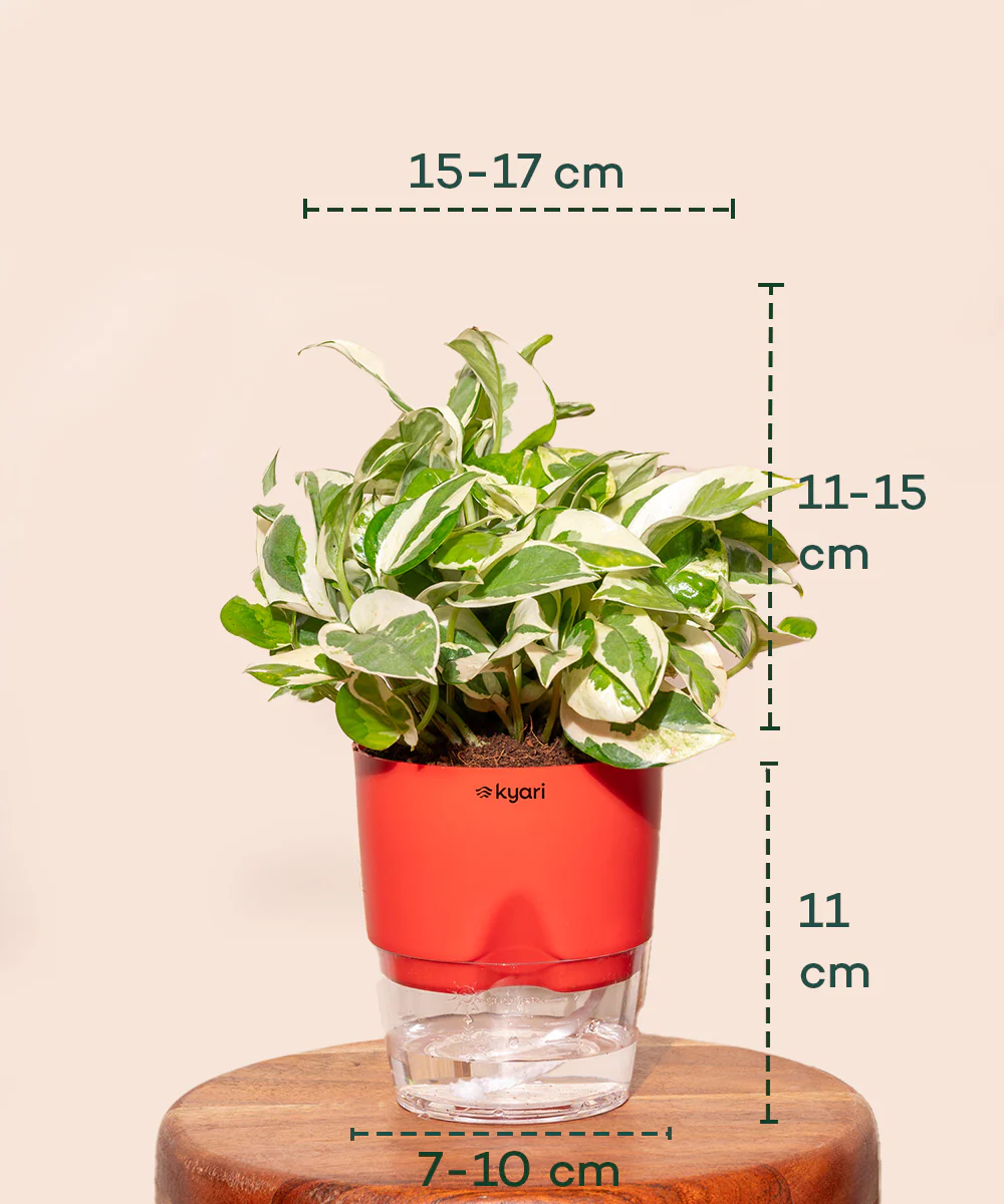 Money N'Joy Plant - BYOB - Image 27