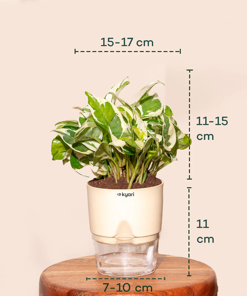 Money N'Joy Plant - BYOB - Image 3