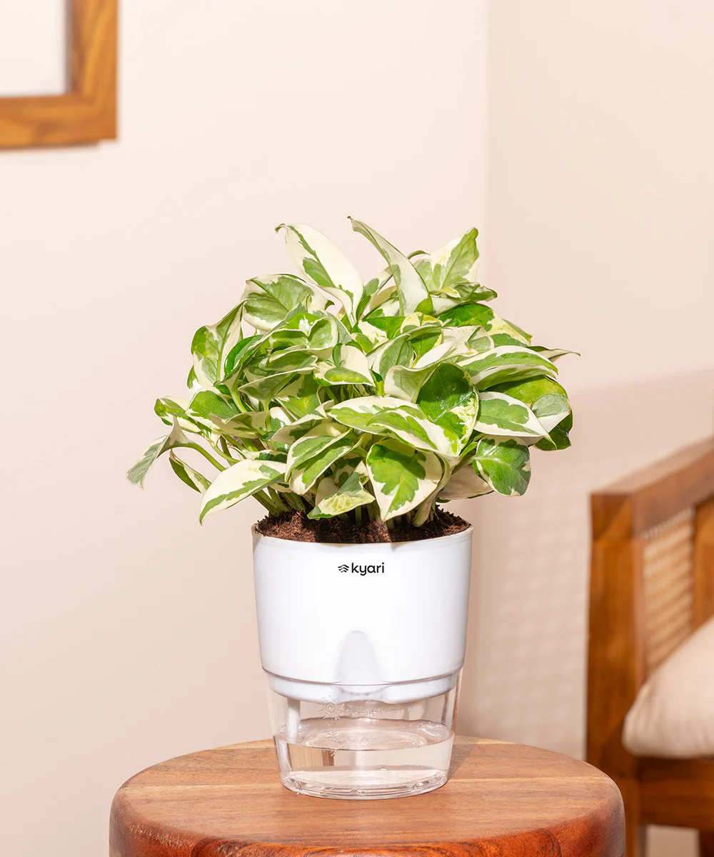 Money N'Joy Plant - BYOB - Image 31