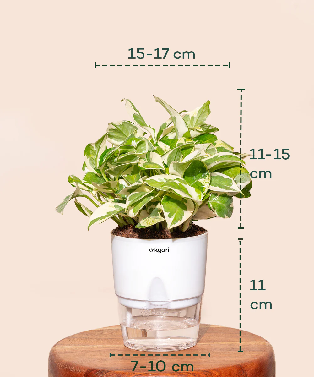 Money N'Joy Plant - BYOB - Image 33