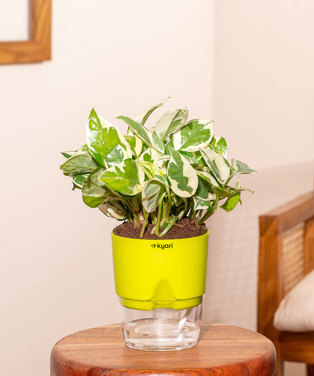 Money N'Joy Plant - BYOB - Image 7