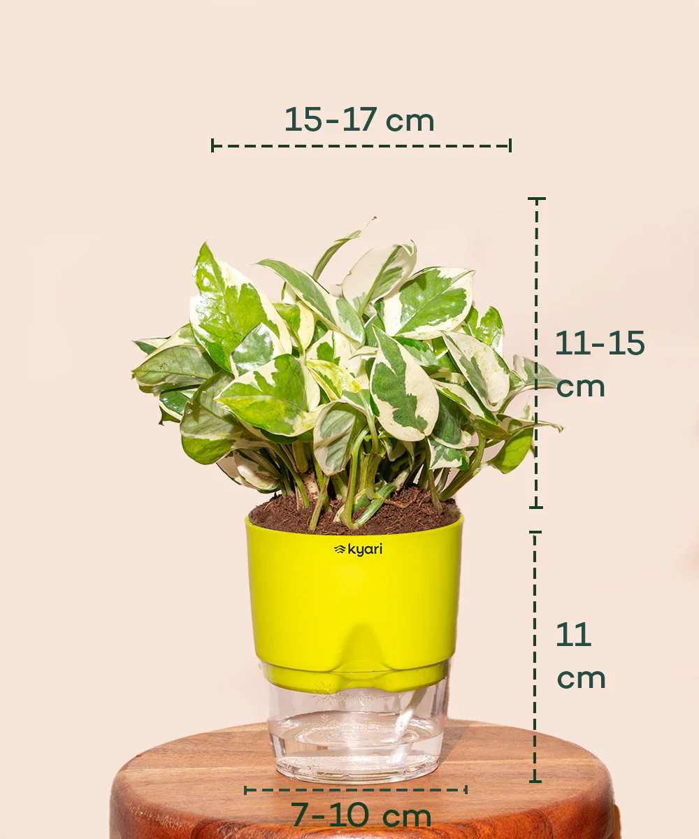 Money N'Joy Plant - BYOB - Image 9