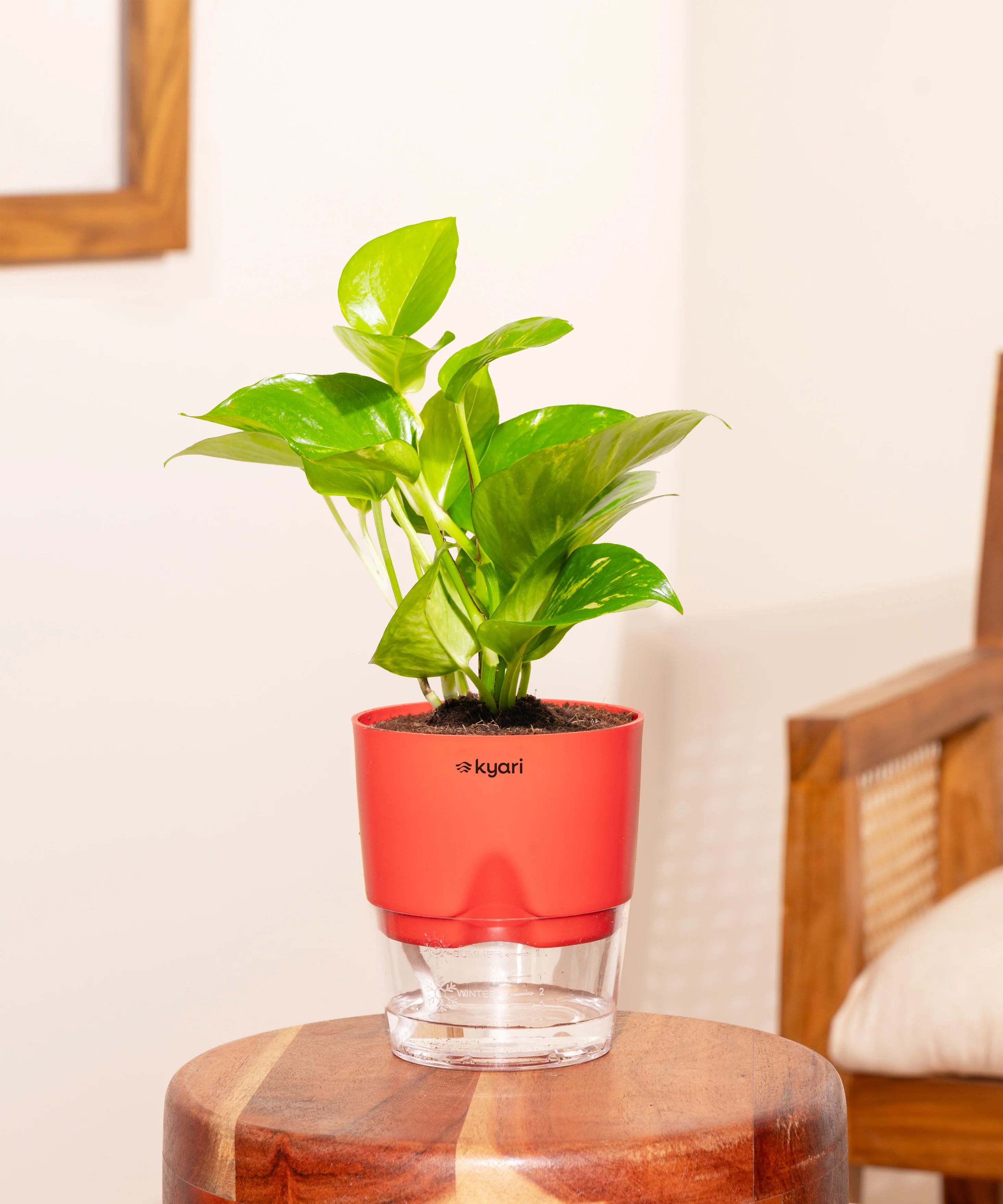 Money Variegated Plant - BYOB