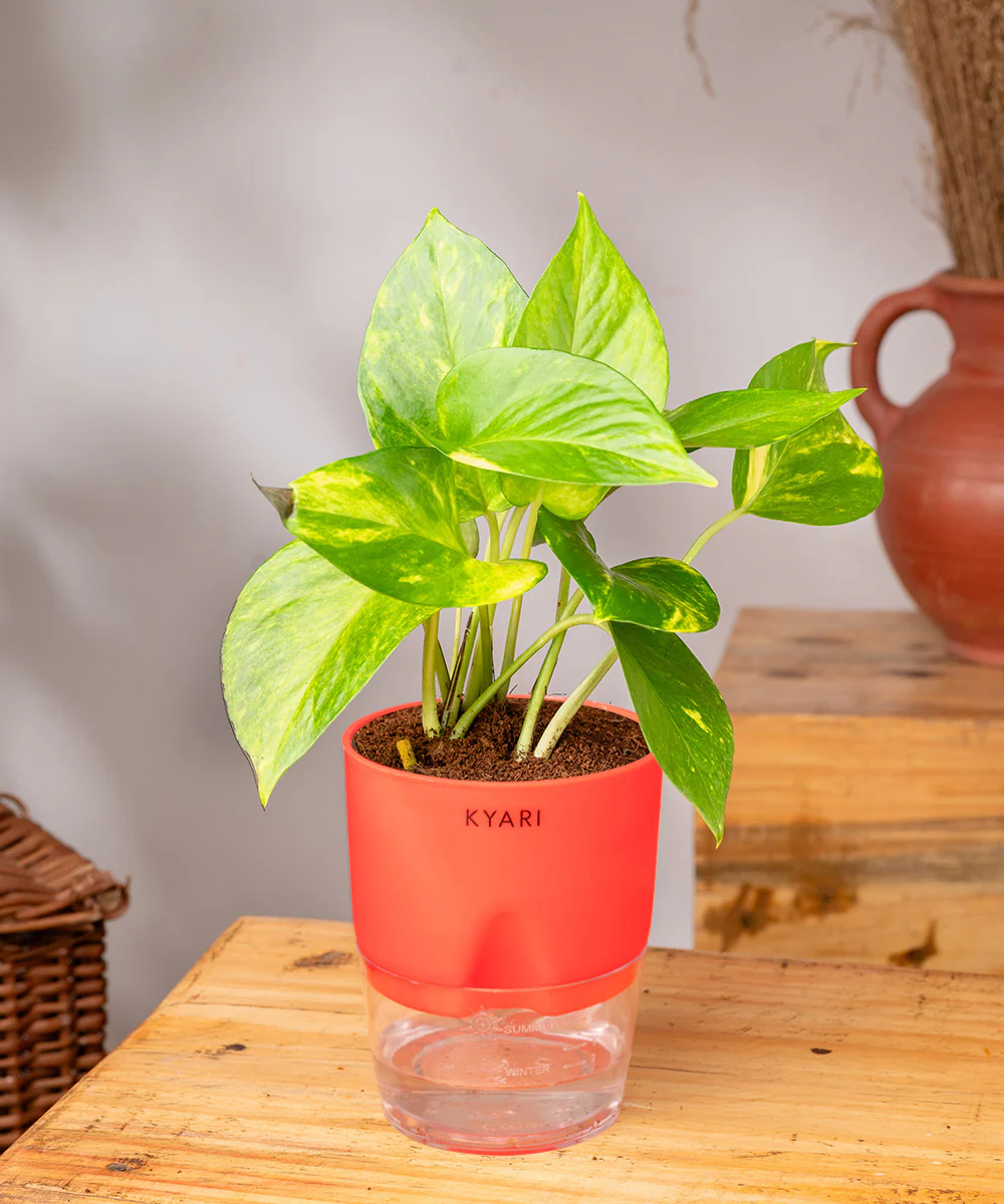 Money Variegated Plant - BYOB - Image 2