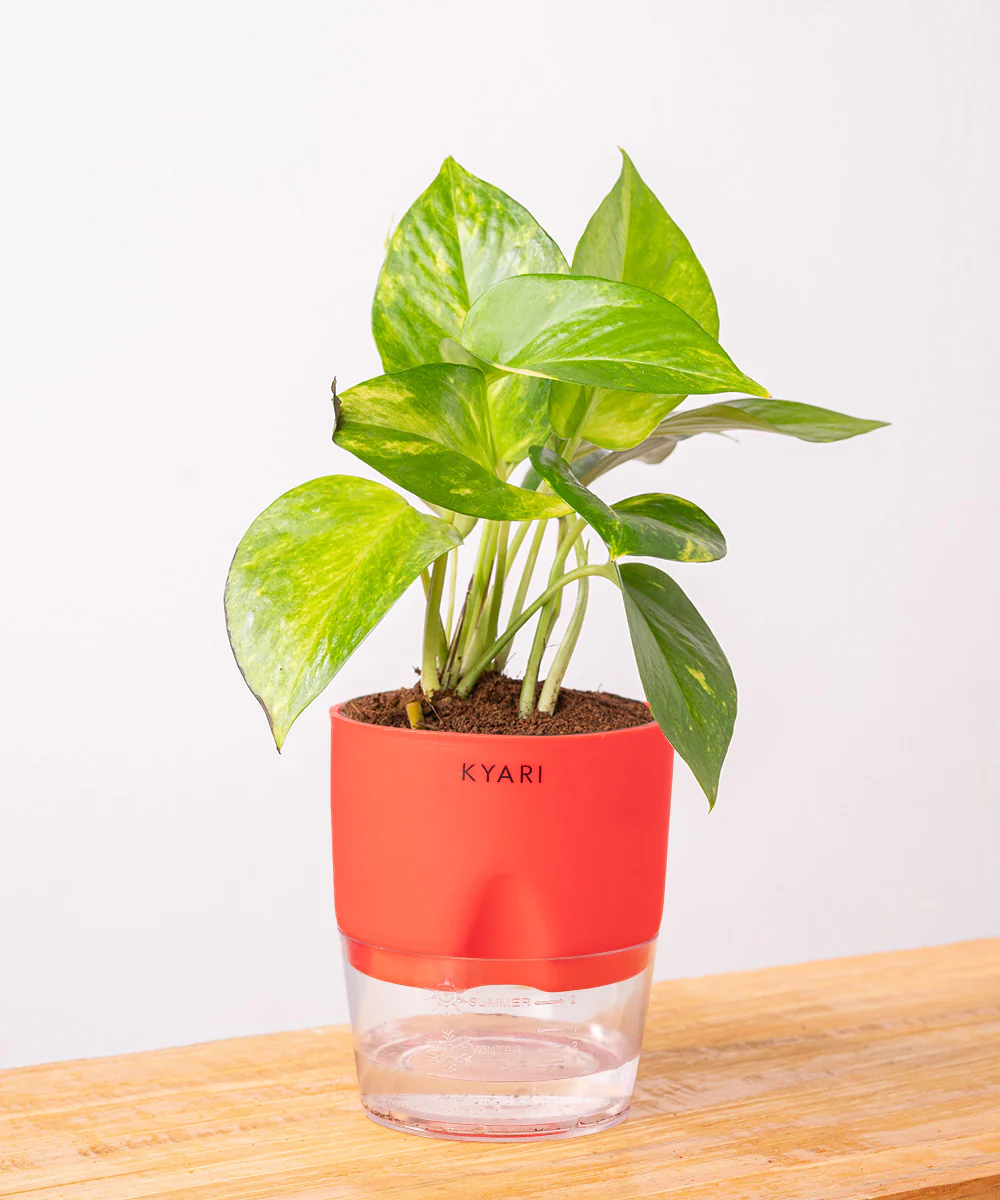 Money Variegated Plant - BYOB - Image 3