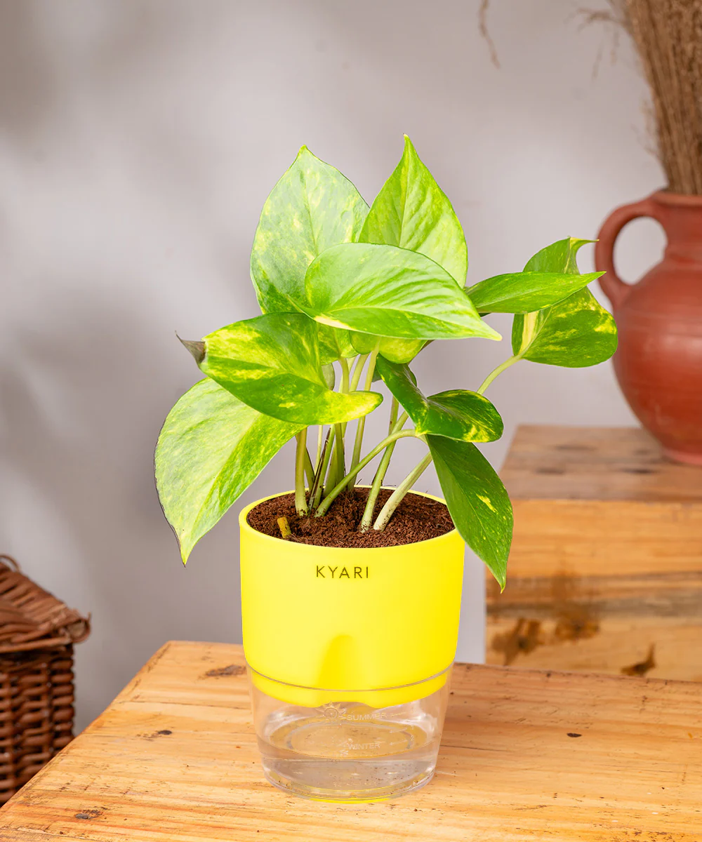 Money Variegated Plant - BYOB - Image 30