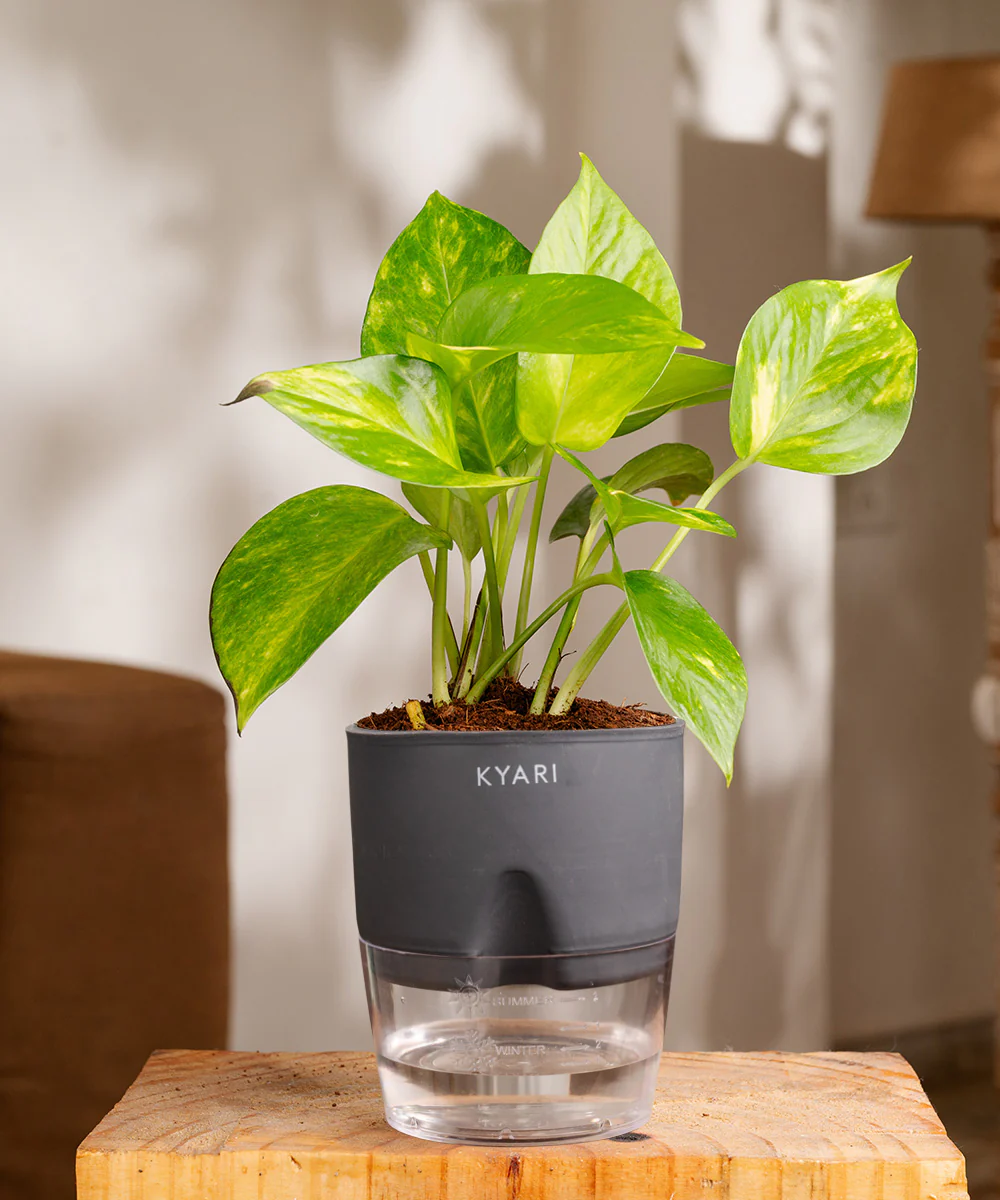 Money Variegated Plant - BYOB - Image 33