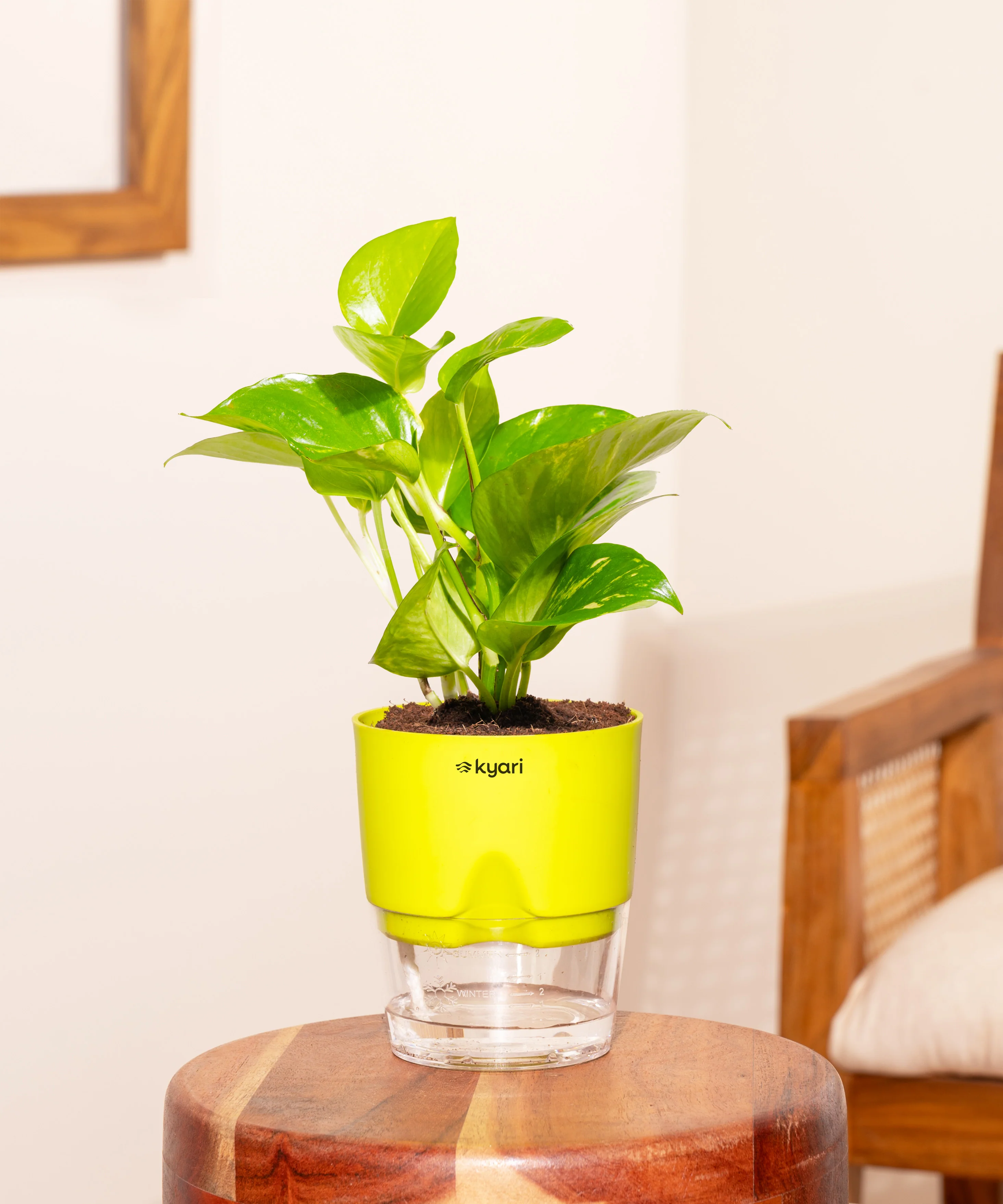 Money Variegated Plant - BYOB - Image 6