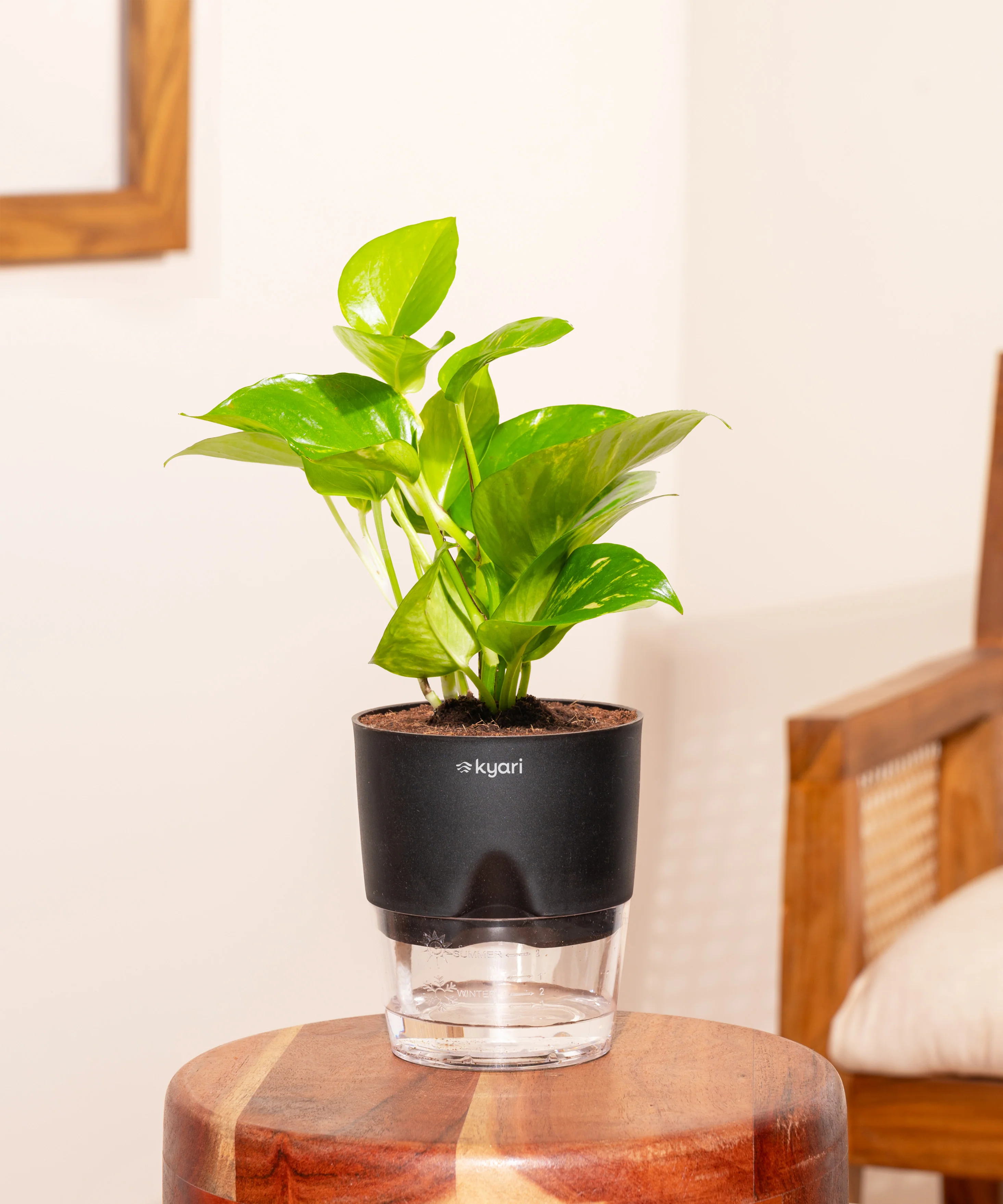 Money Variegated Plant - BYOB - Image 7