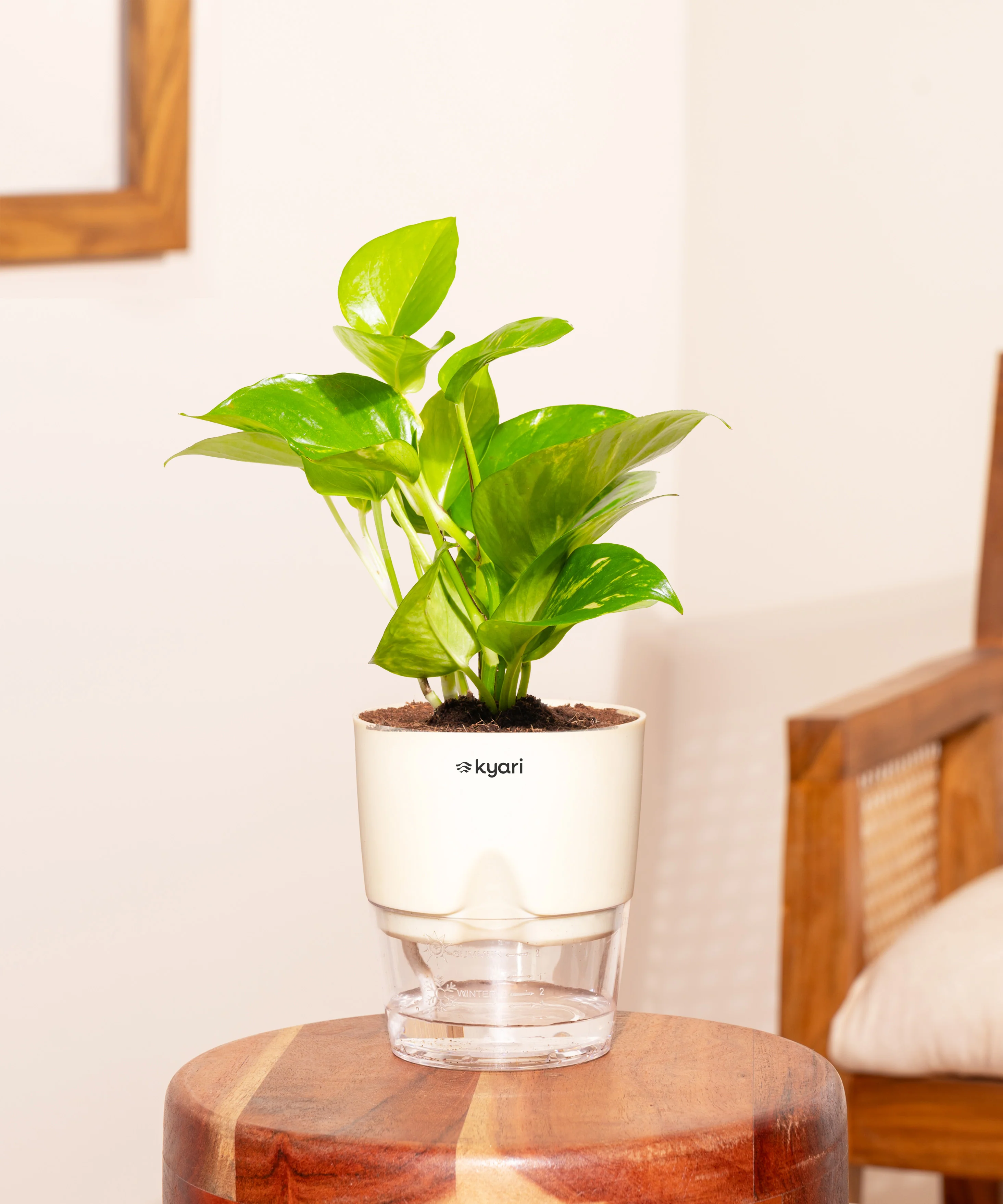 Money Variegated Plant - BYOB - Image 8