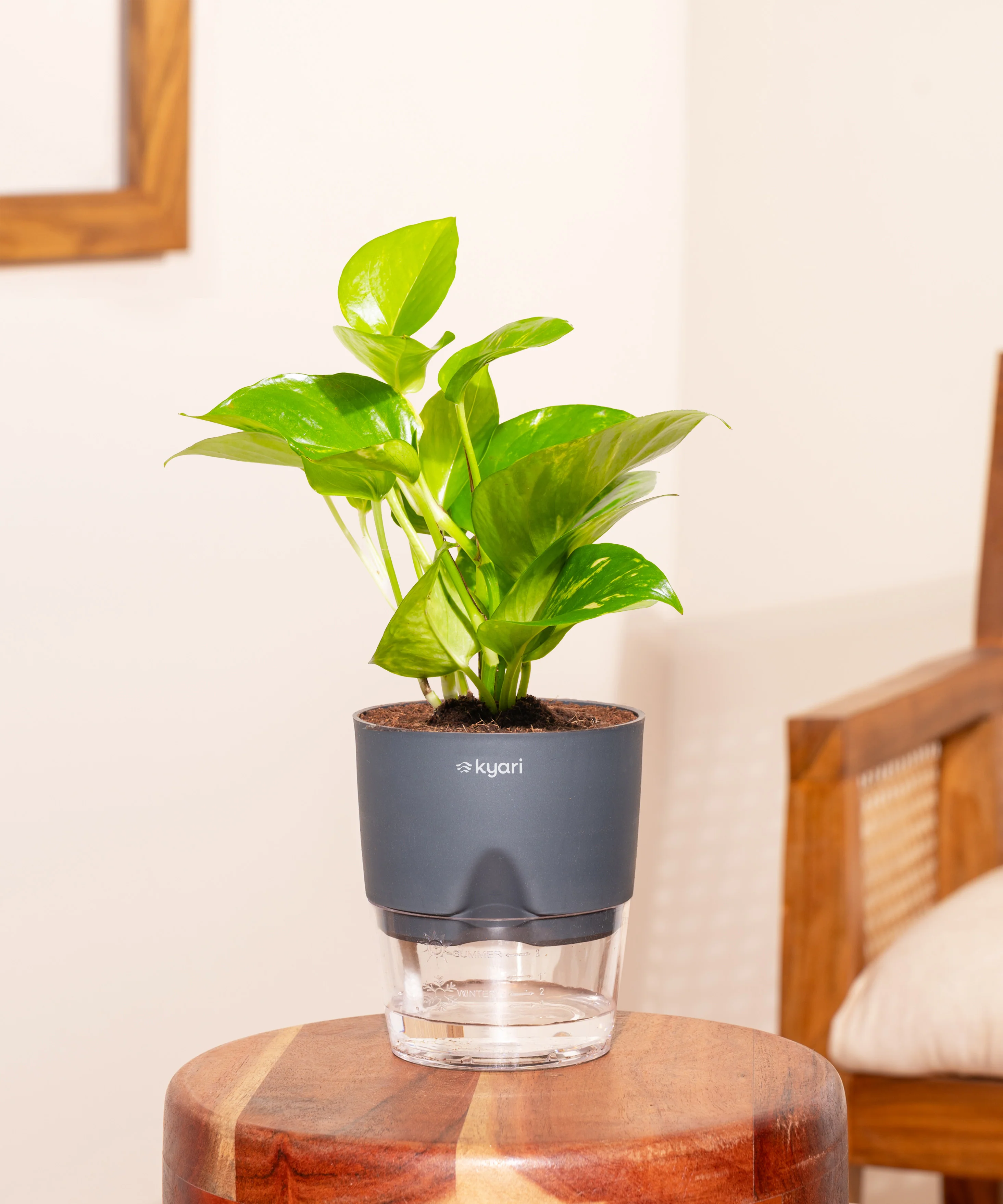 Money Variegated Plant - BYOB - Image 9