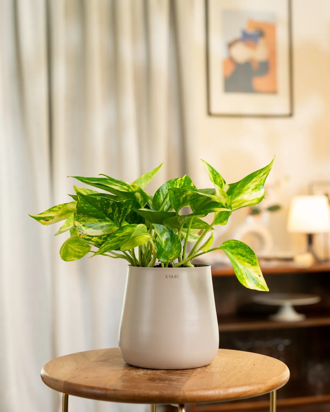 Money Variegated Plant with Medium Self Watering Pot - Image 14