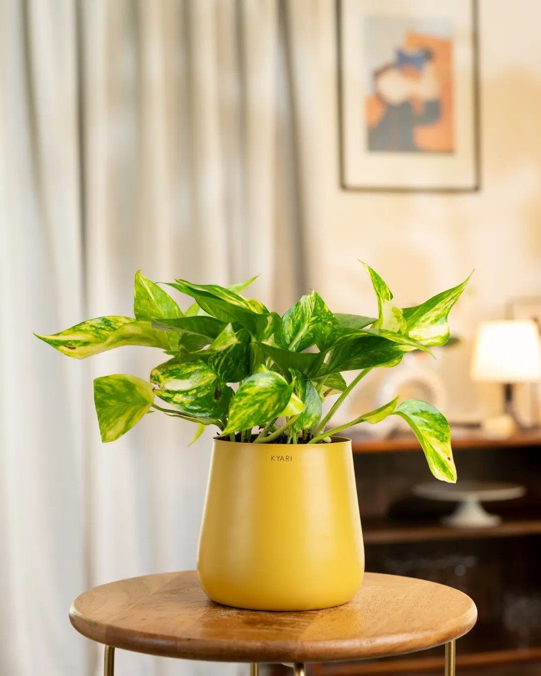 Money Variegated Plant with Medium Self Watering Pot - Image 20