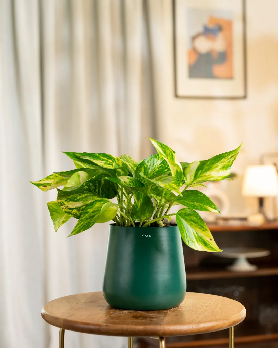 Money Variegated Plant with Medium Self Watering Pot - Image 26