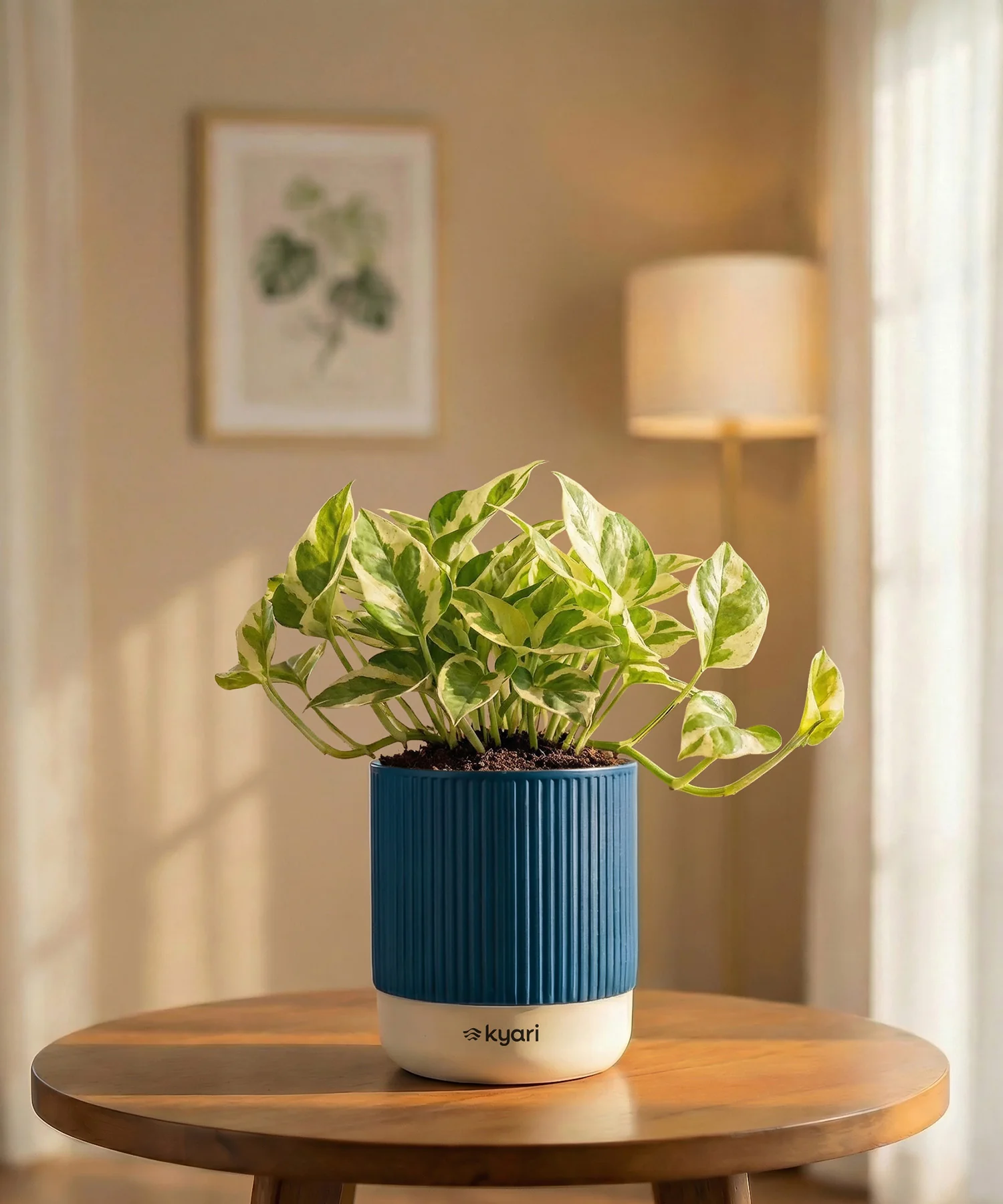 Money Variegated Plant with Medium Self Watering Pot - Image 32