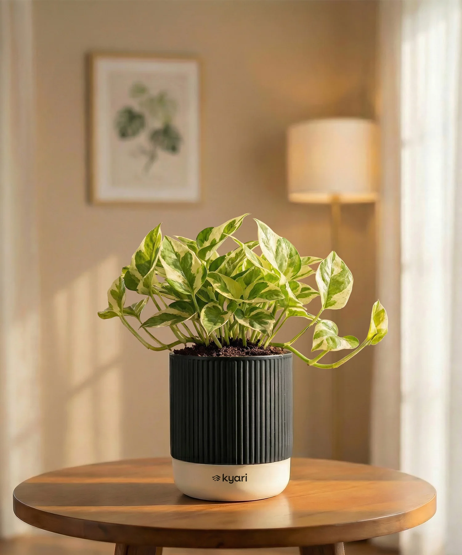 Money Variegated Plant with Medium Self Watering Pot - Image 34