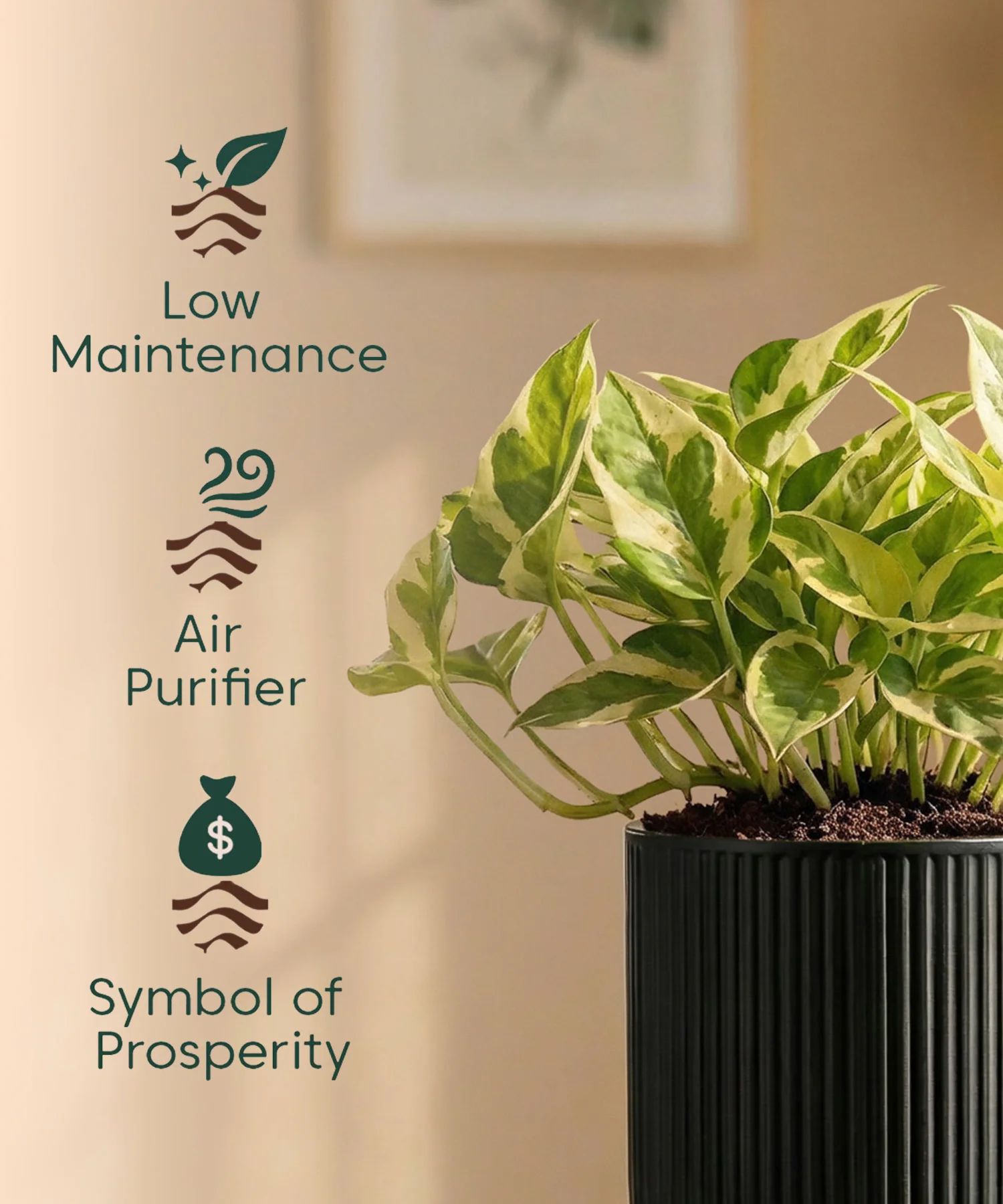 Money Variegated Plant with Medium Self Watering Pot - Image 37