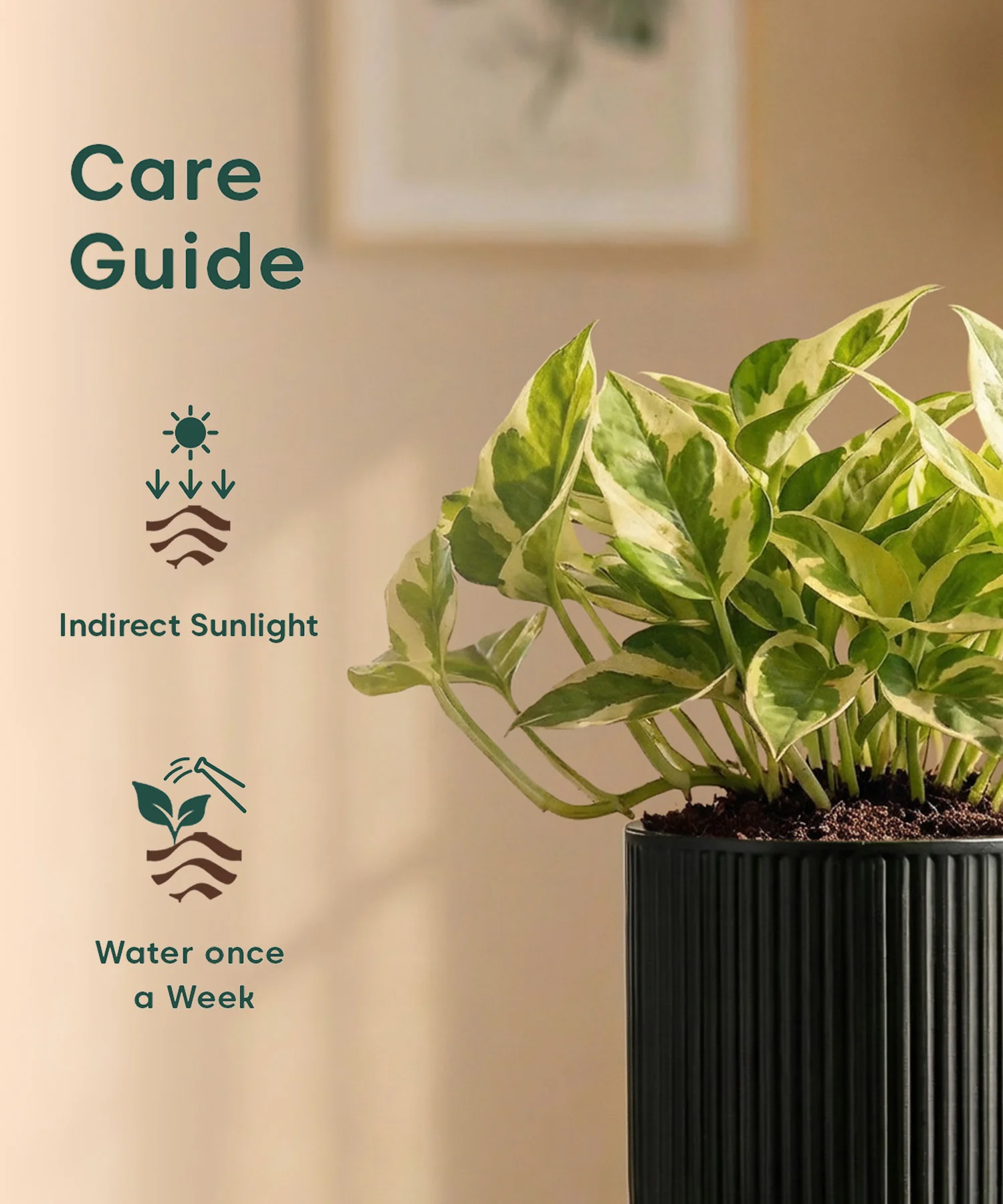 Money Variegated Plant with Medium Self Watering Pot - Image 38