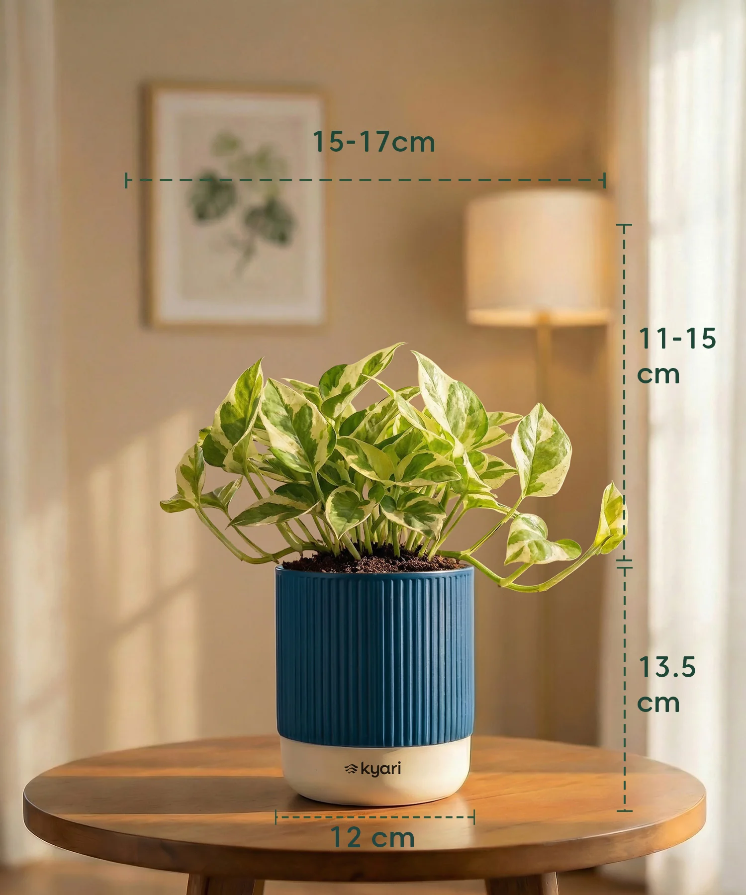 Money Variegated Plant with Medium Self Watering Pot - Image 40