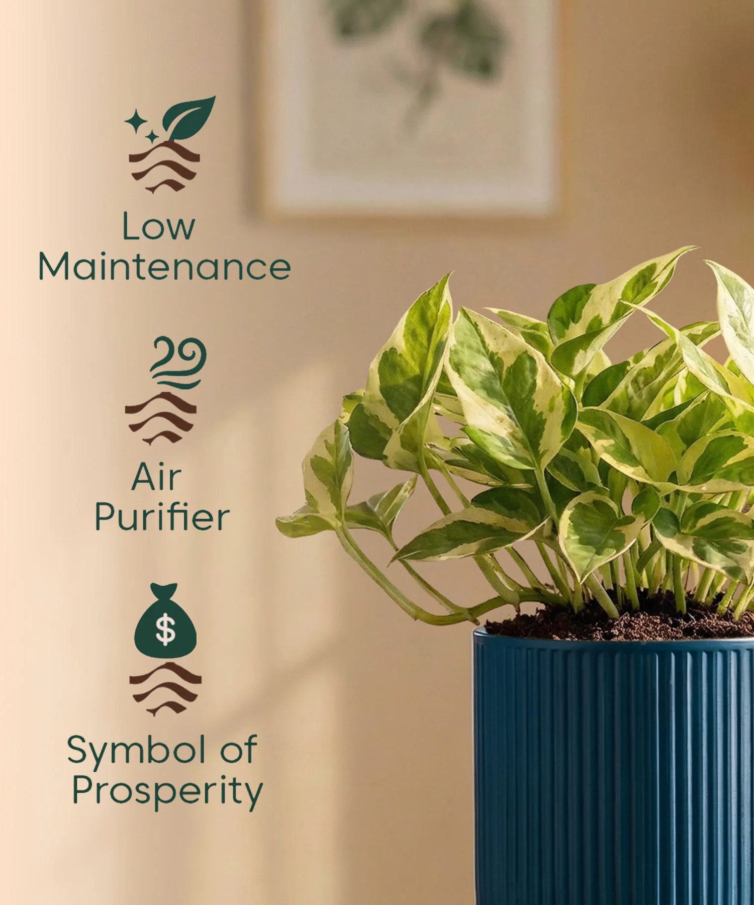Money Variegated Plant with Medium Self Watering Pot - Image 41