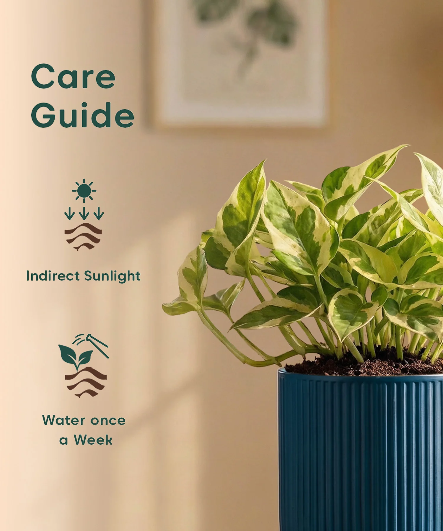Money Variegated Plant with Medium Self Watering Pot - Image 42