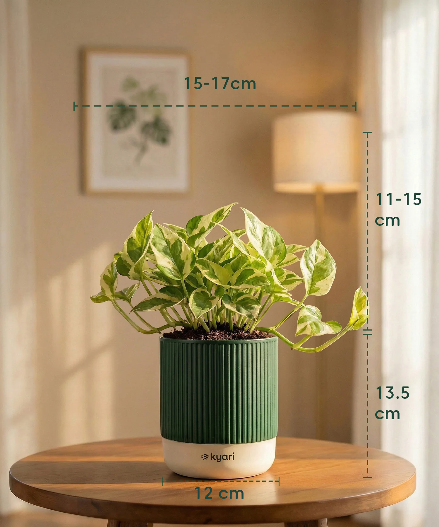 Money Variegated Plant with Medium Self Watering Pot - Image 44