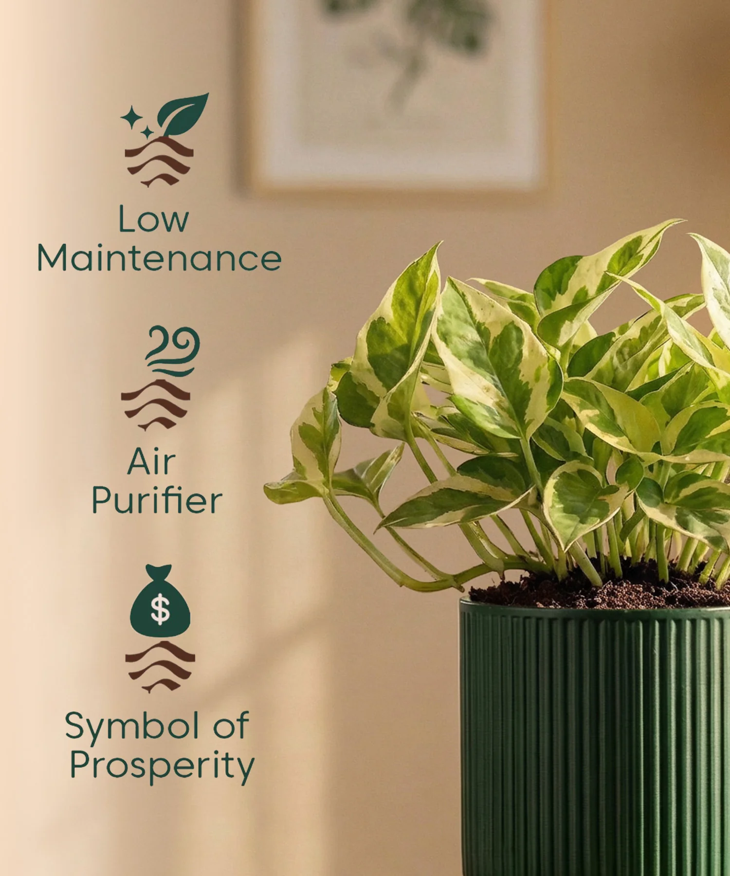 Money Variegated Plant with Medium Self Watering Pot - Image 45