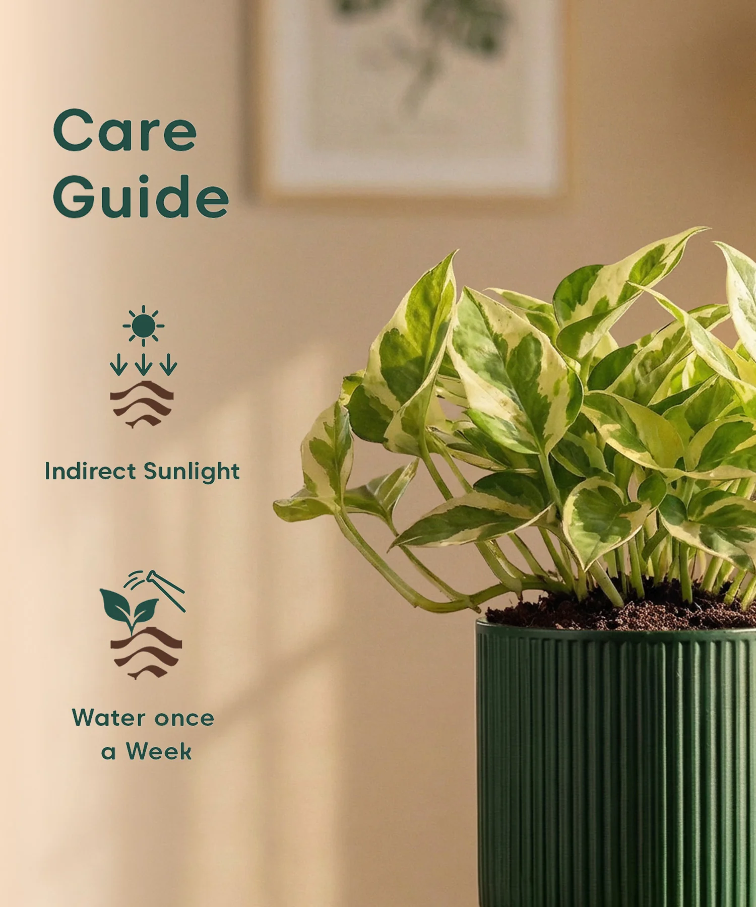 Money Variegated Plant with Medium Self Watering Pot - Image 46