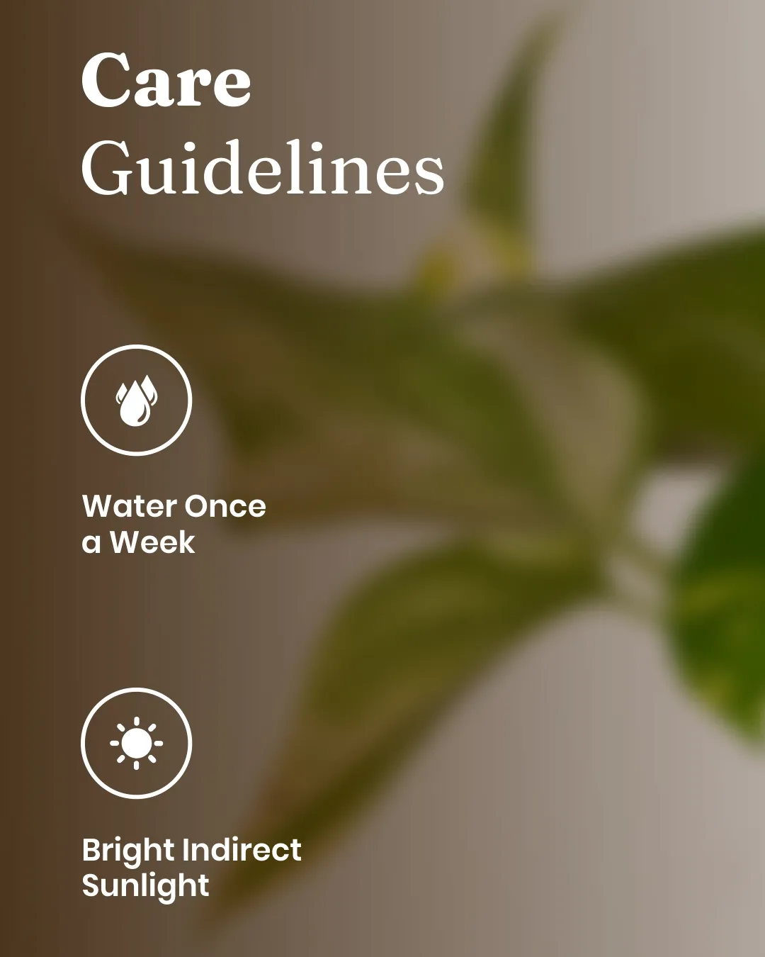 Money Variegated Plant with Medium Self Watering Pot - Image 5