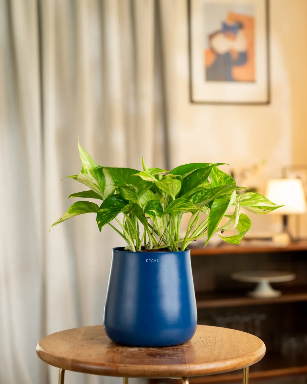 Money Variegated Plant with Medium Self Watering Pot - Image 8