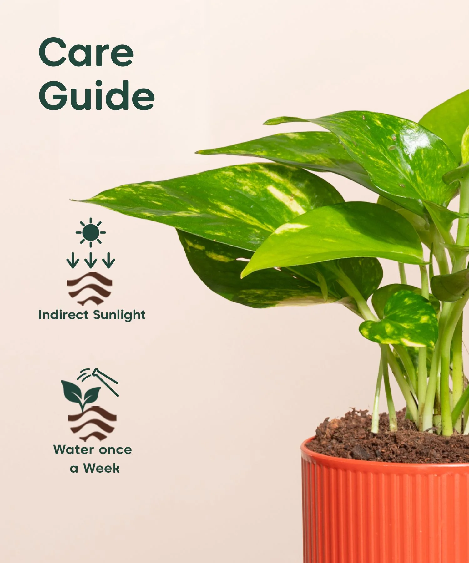 Money Variegated Plant With Mylo Planter - Image 10