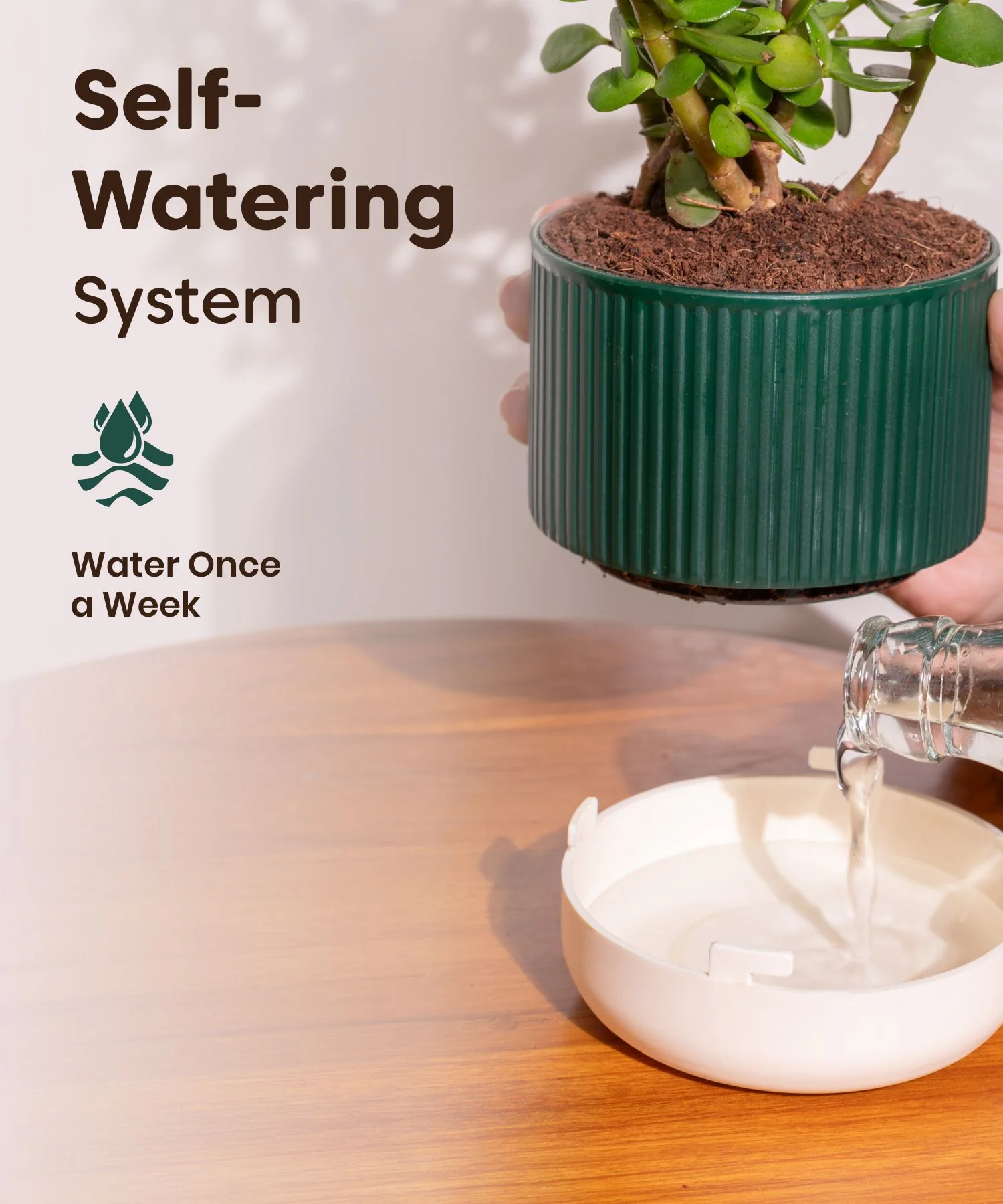 Money Variegated Plant With Mylo Planter - Image 3