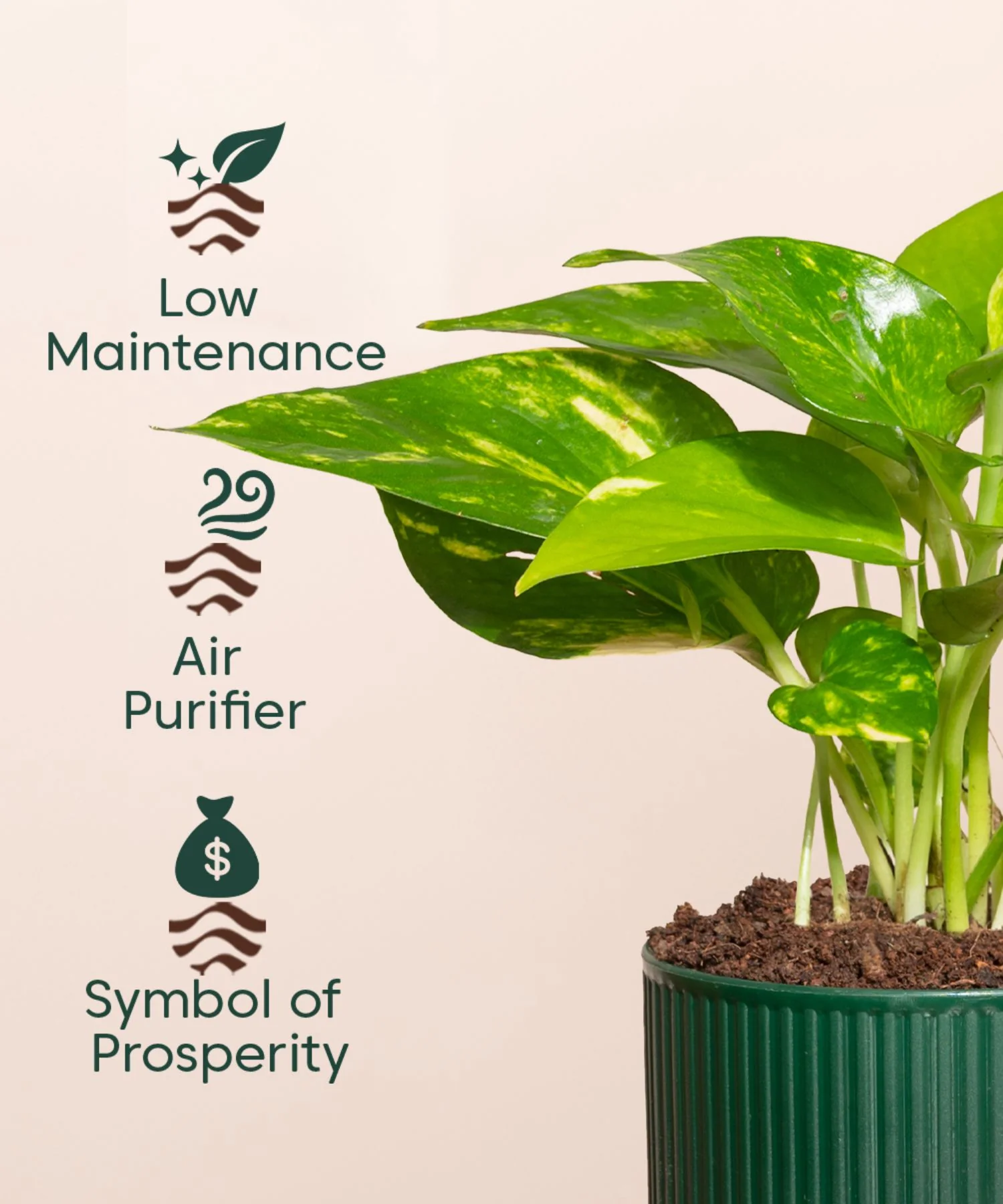 Money Variegated Plant With Mylo Planter - Image 4