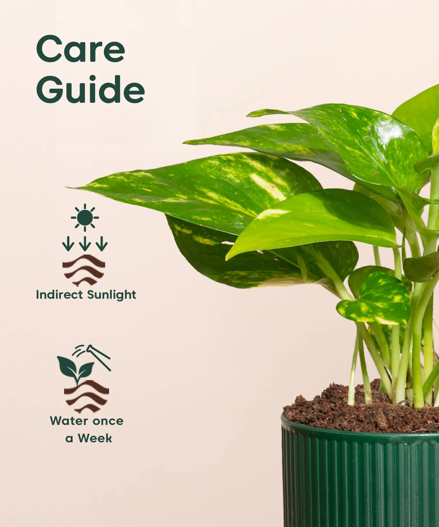 Money Variegated Plant With Mylo Planter - Image 5
