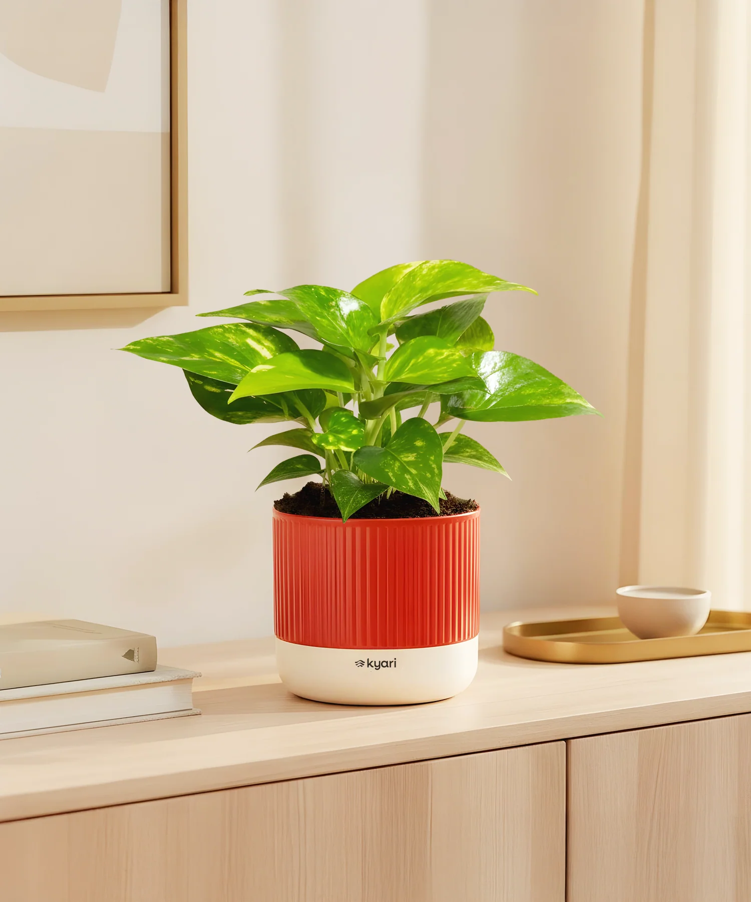 Money Variegated Plant With Mylo Planter - Image 7