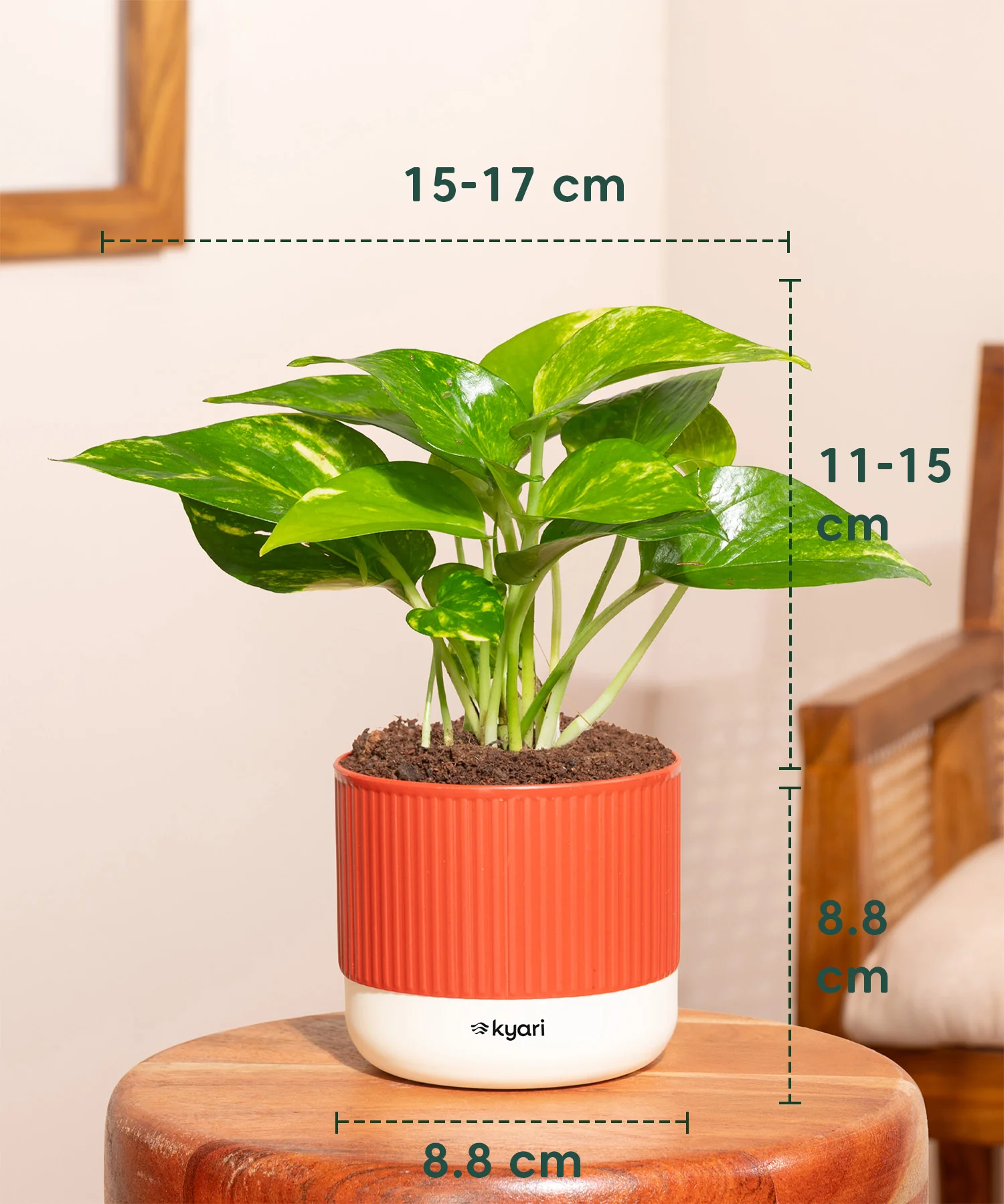 Money Variegated Plant With Mylo Planter - Image 8