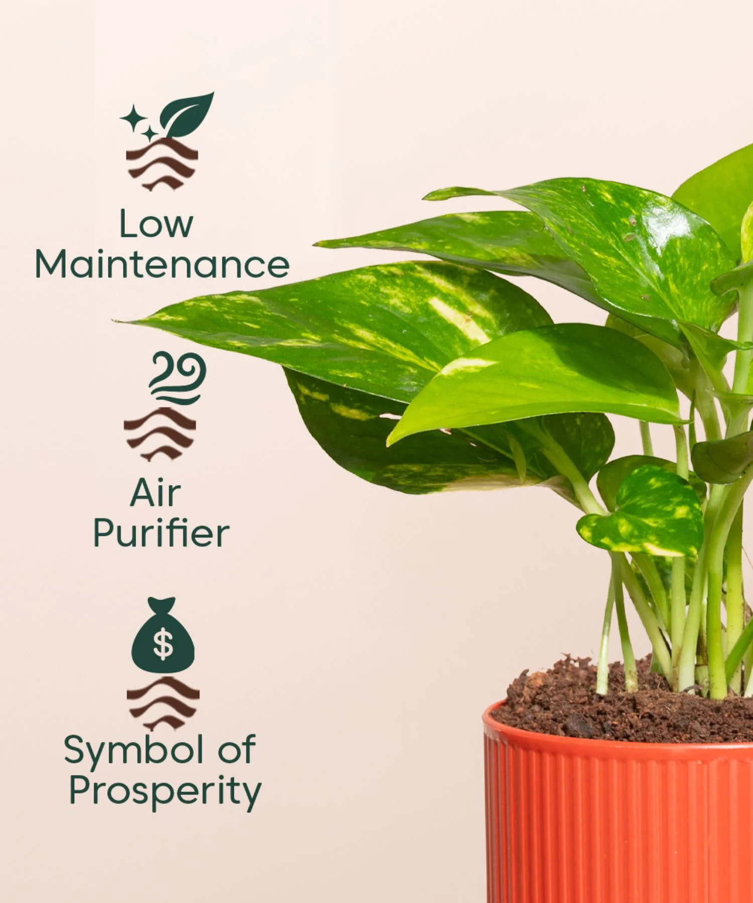 Money Variegated Plant With Mylo Planter - Image 9