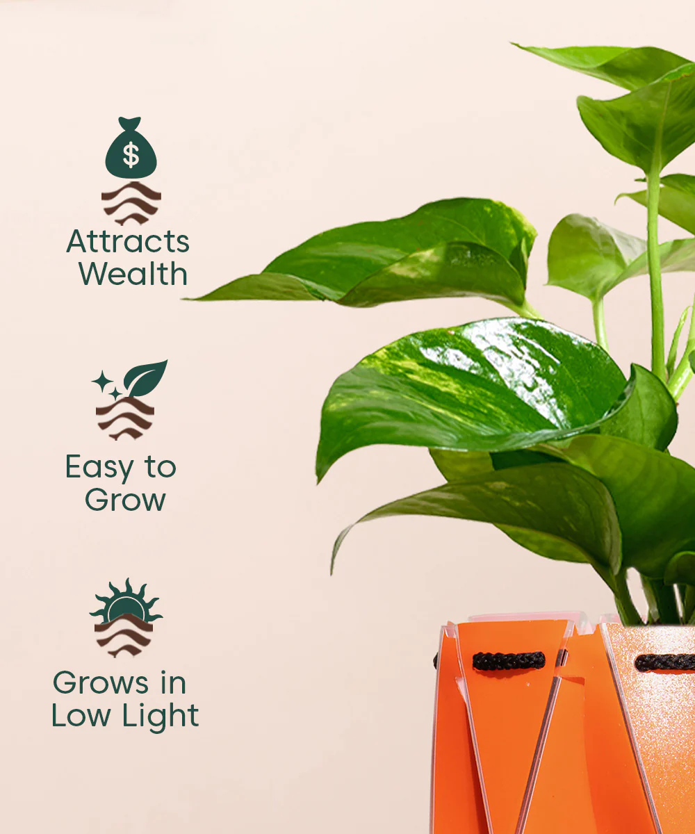 Money Variegated Plant With Repot - Image 11