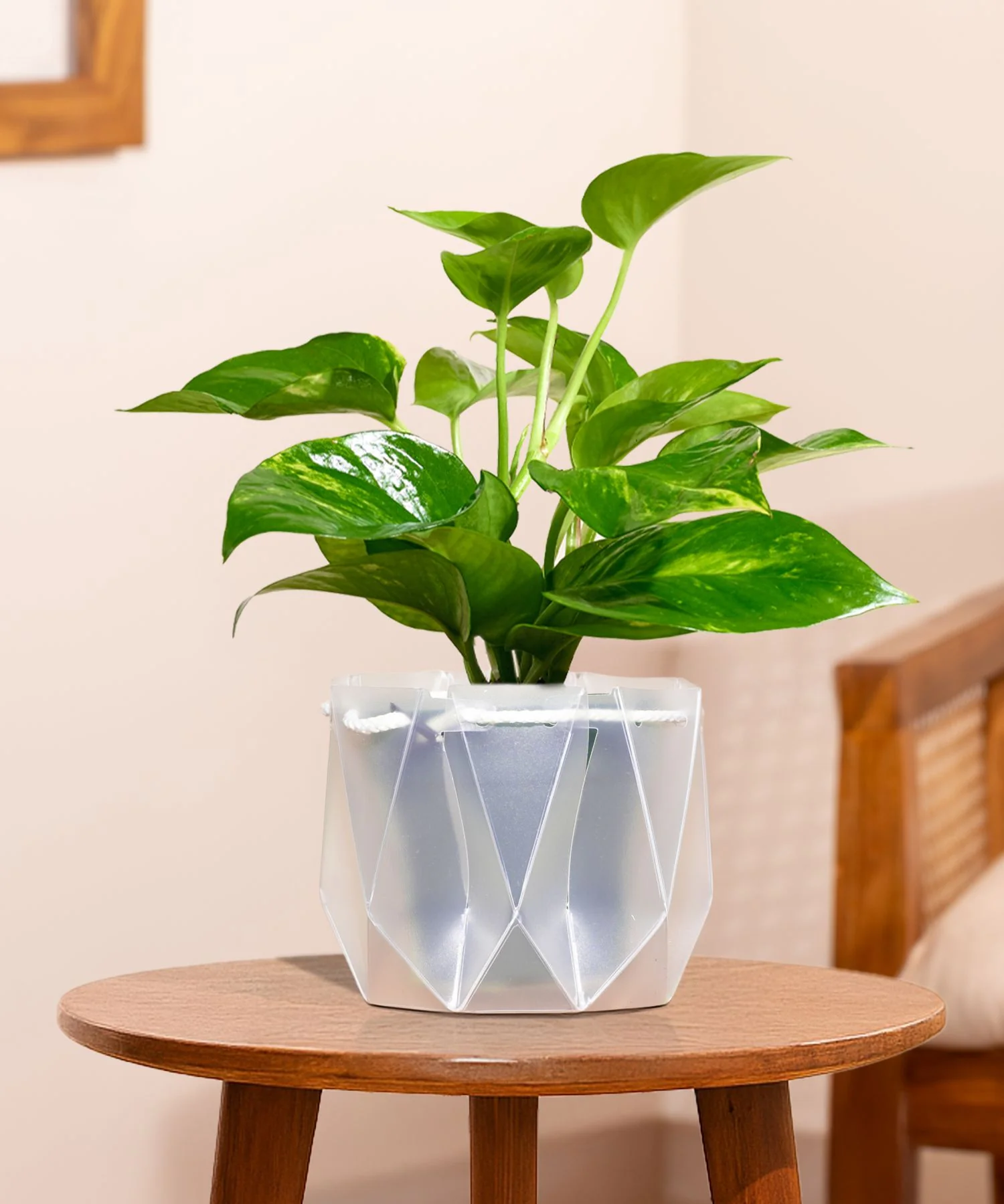 Money Variegated Plant With Repot - Image 17
