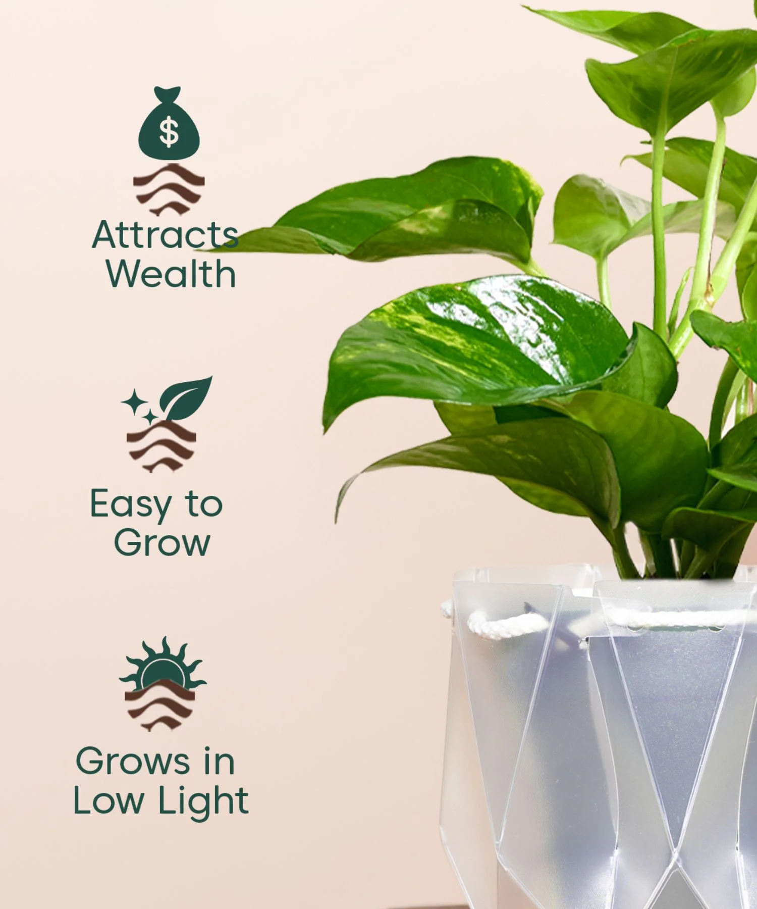 Money Variegated Plant With Repot - Image 19