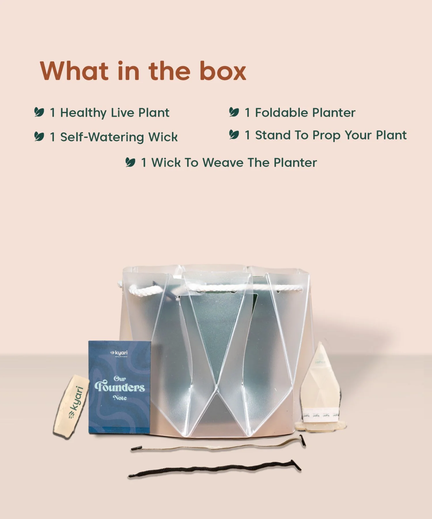 Money Variegated Plant With Repot - Image 20