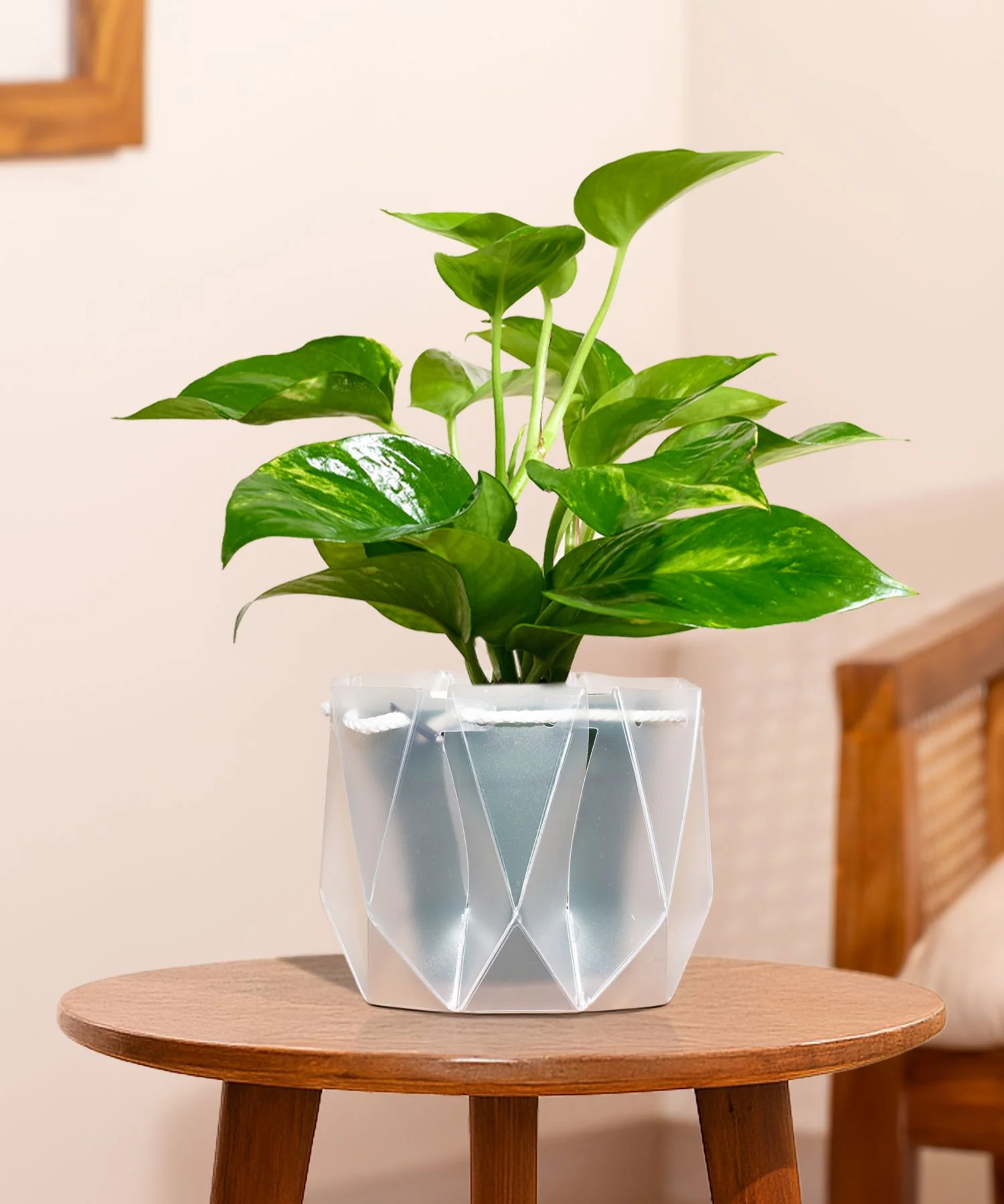 Money Variegated Plant With Repot - Image 25