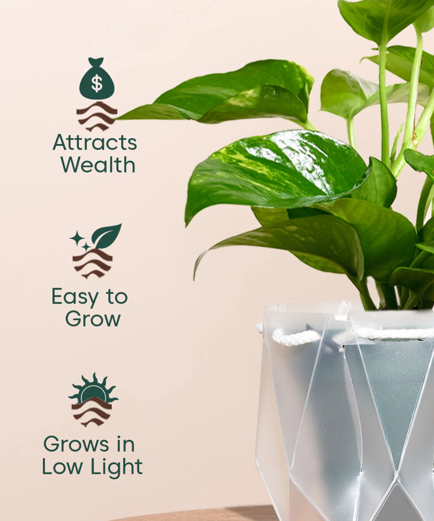 Money Variegated Plant With Repot - Image 27