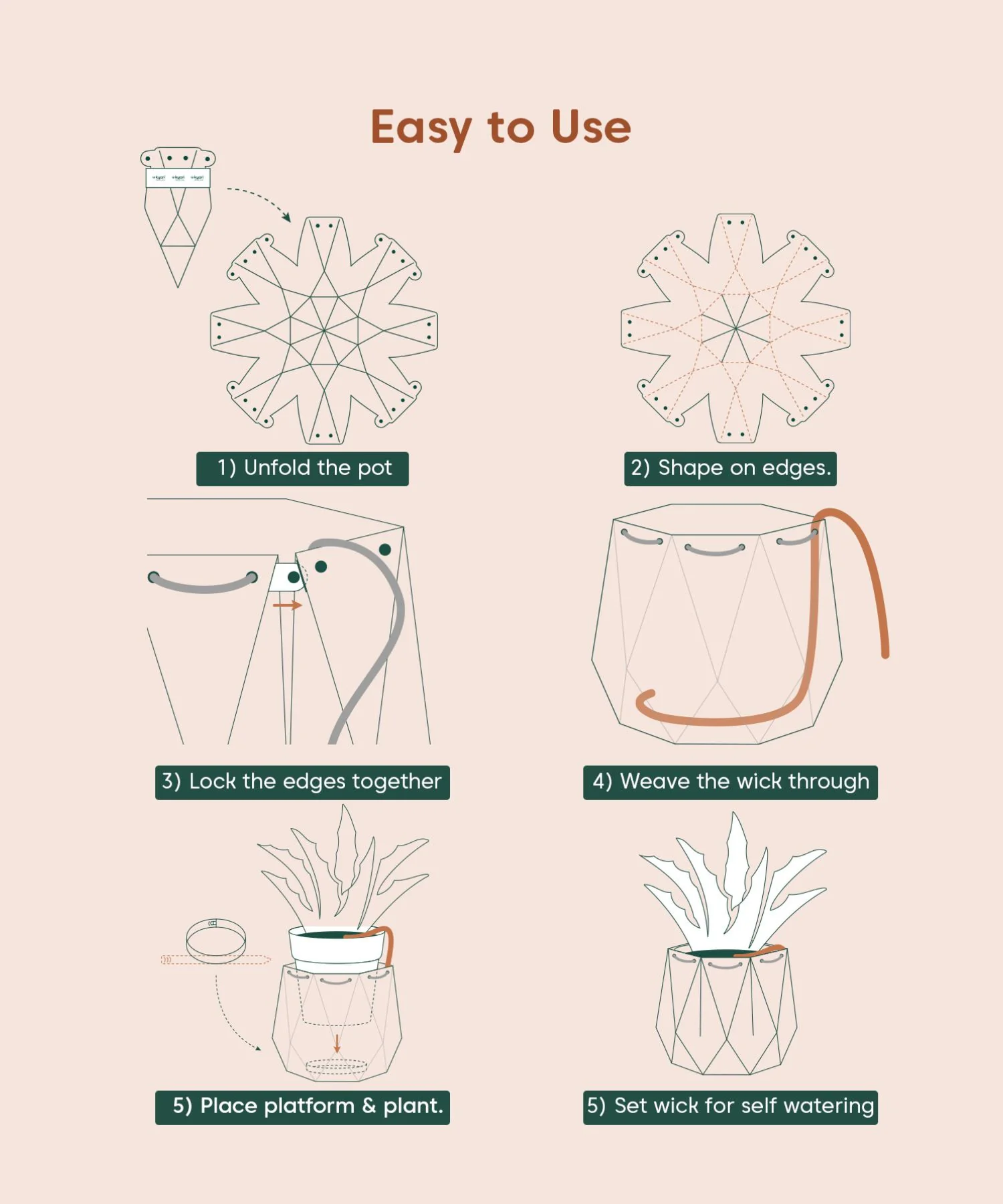 Money Variegated Plant With Repot - Image 28