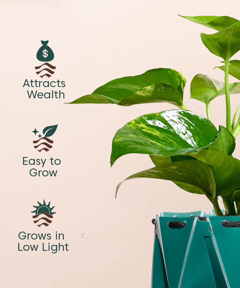 Money Variegated Plant With Repot - Image 3
