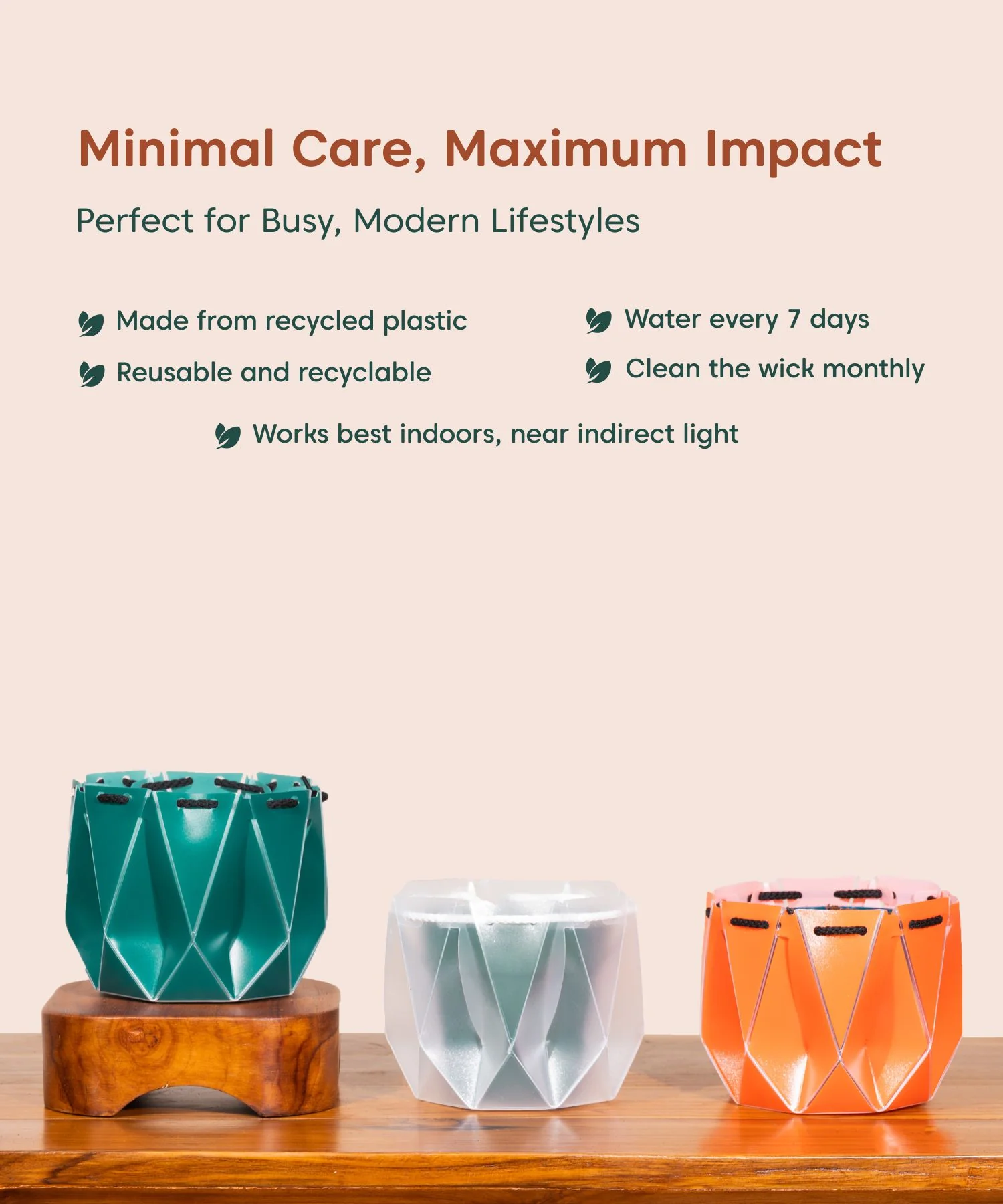 Money Variegated Plant With Repot - Image 31