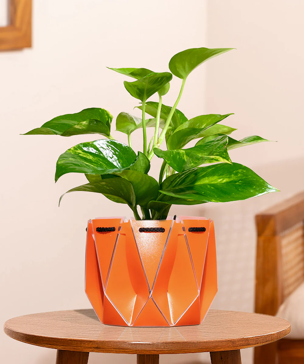 Money Variegated Plant With Repot - Image 9